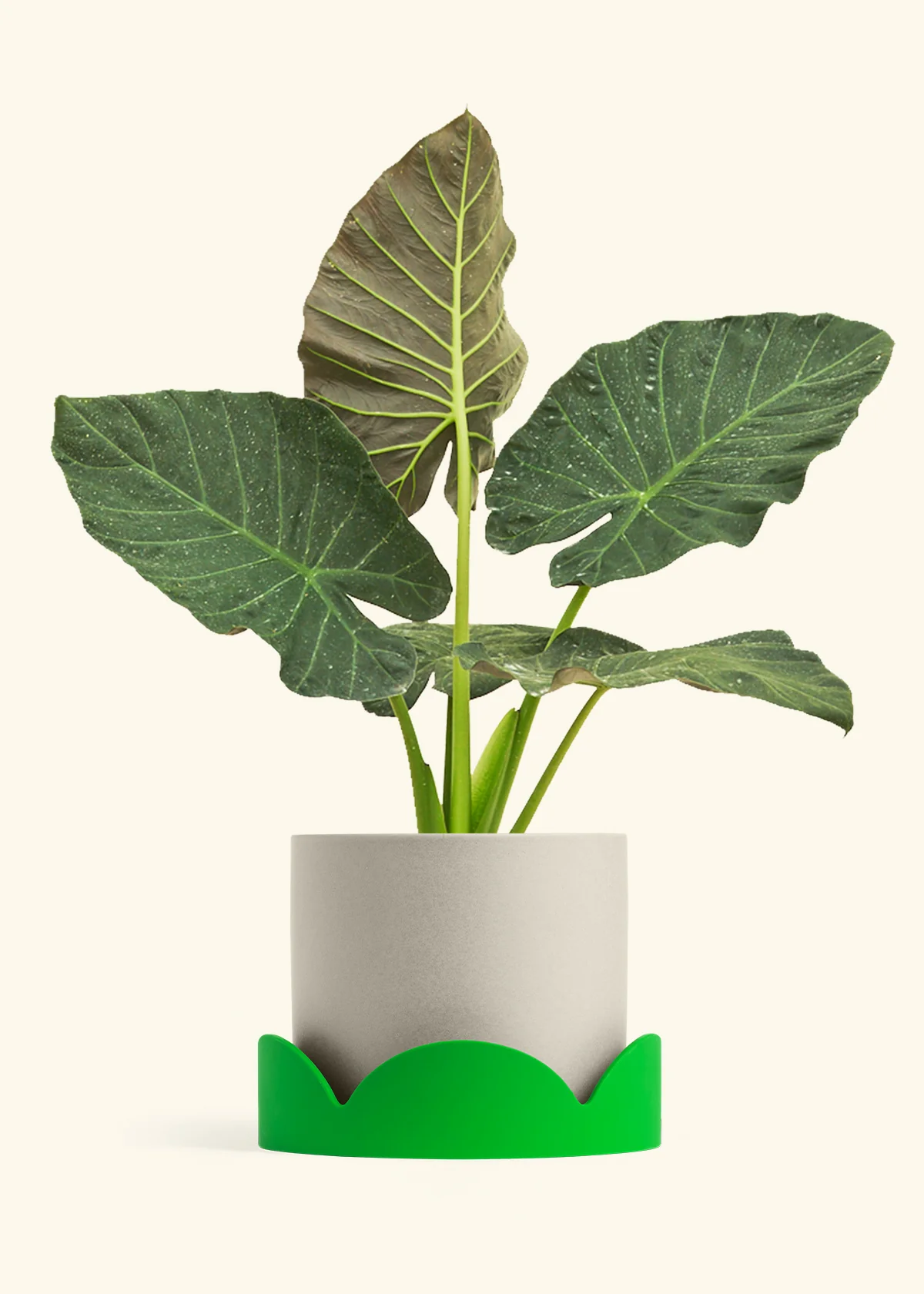 Alocasia Regal Shields - Image 100