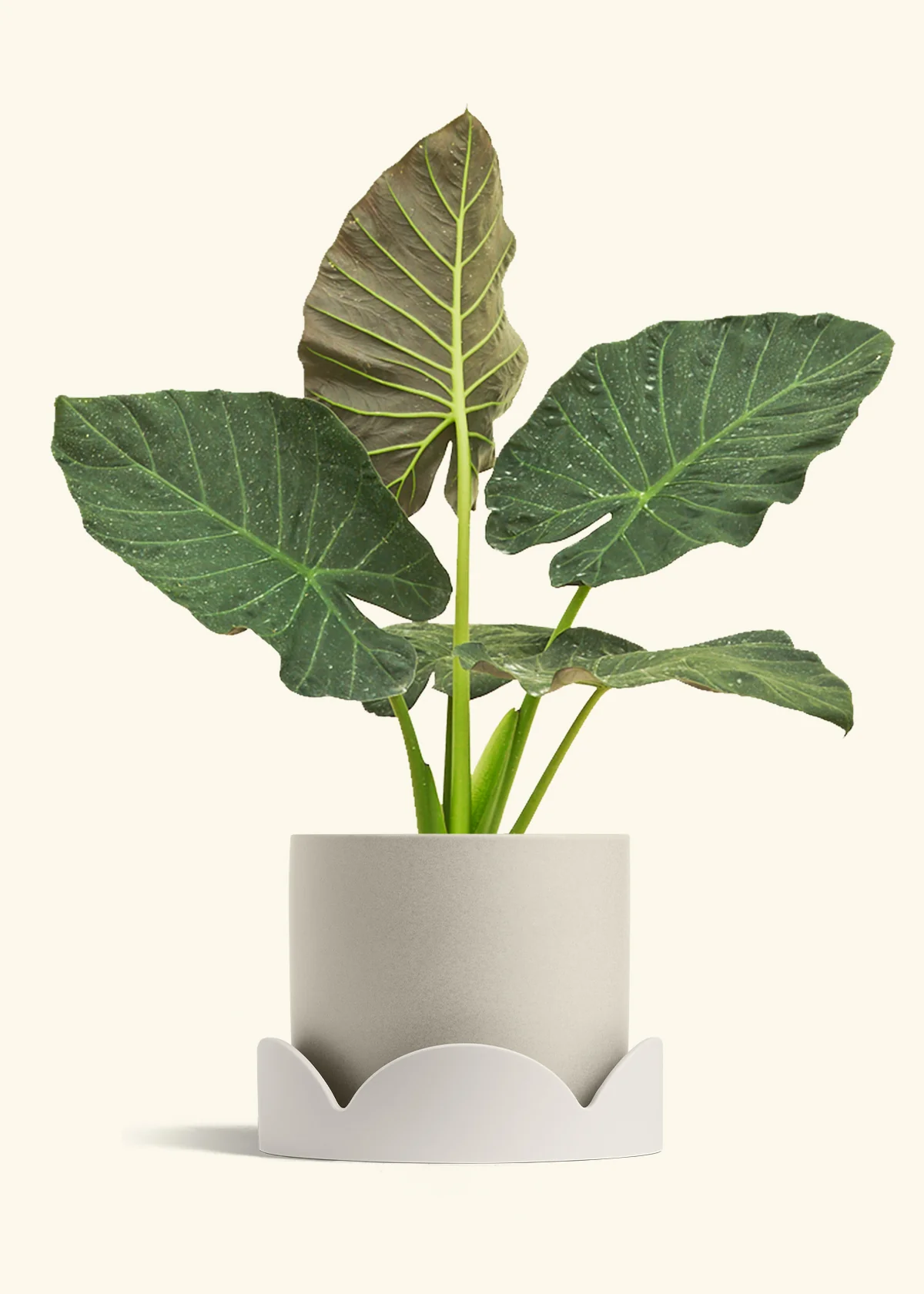 Alocasia Regal Shields - Image 101
