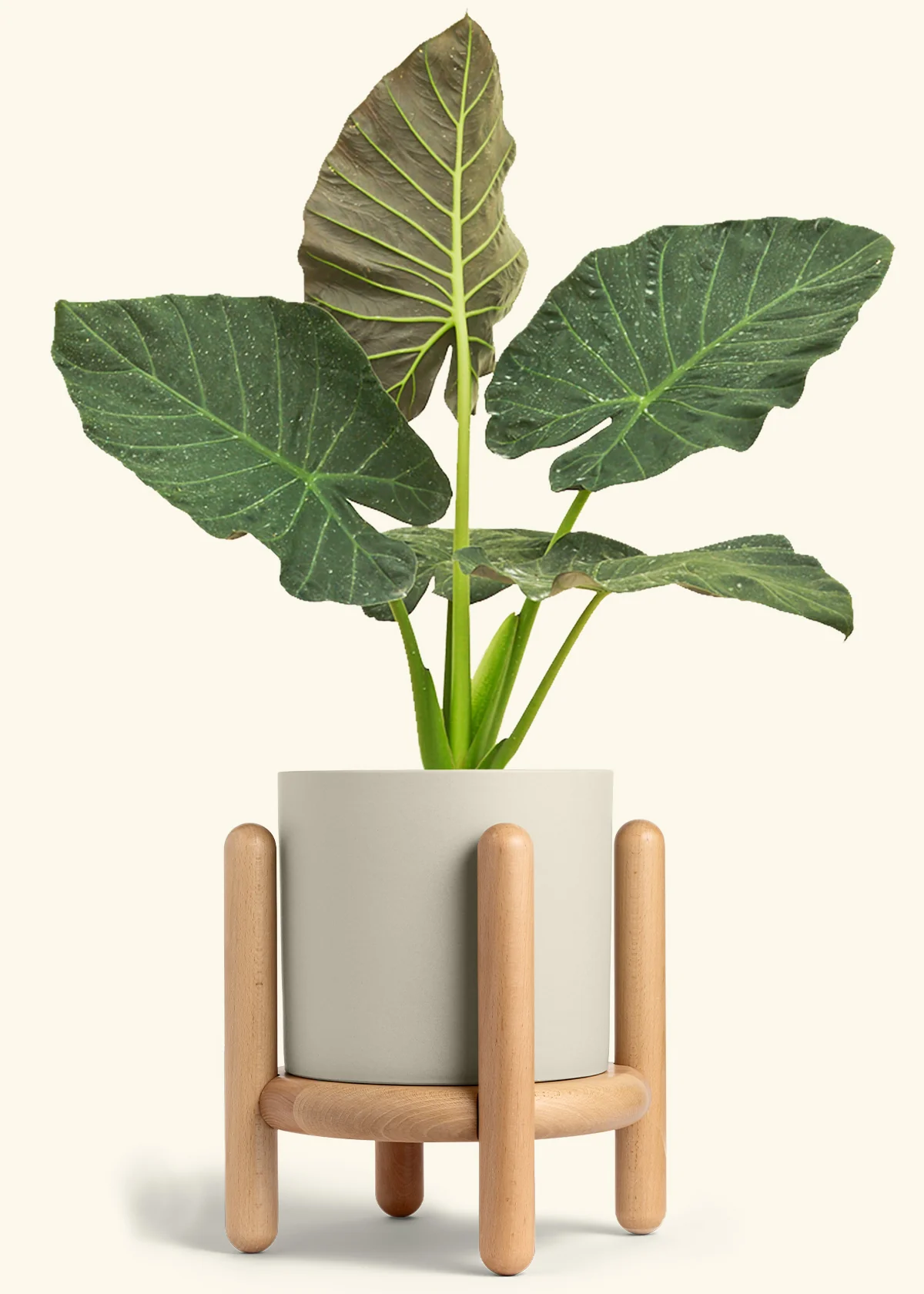 Alocasia Regal Shields - Image 102
