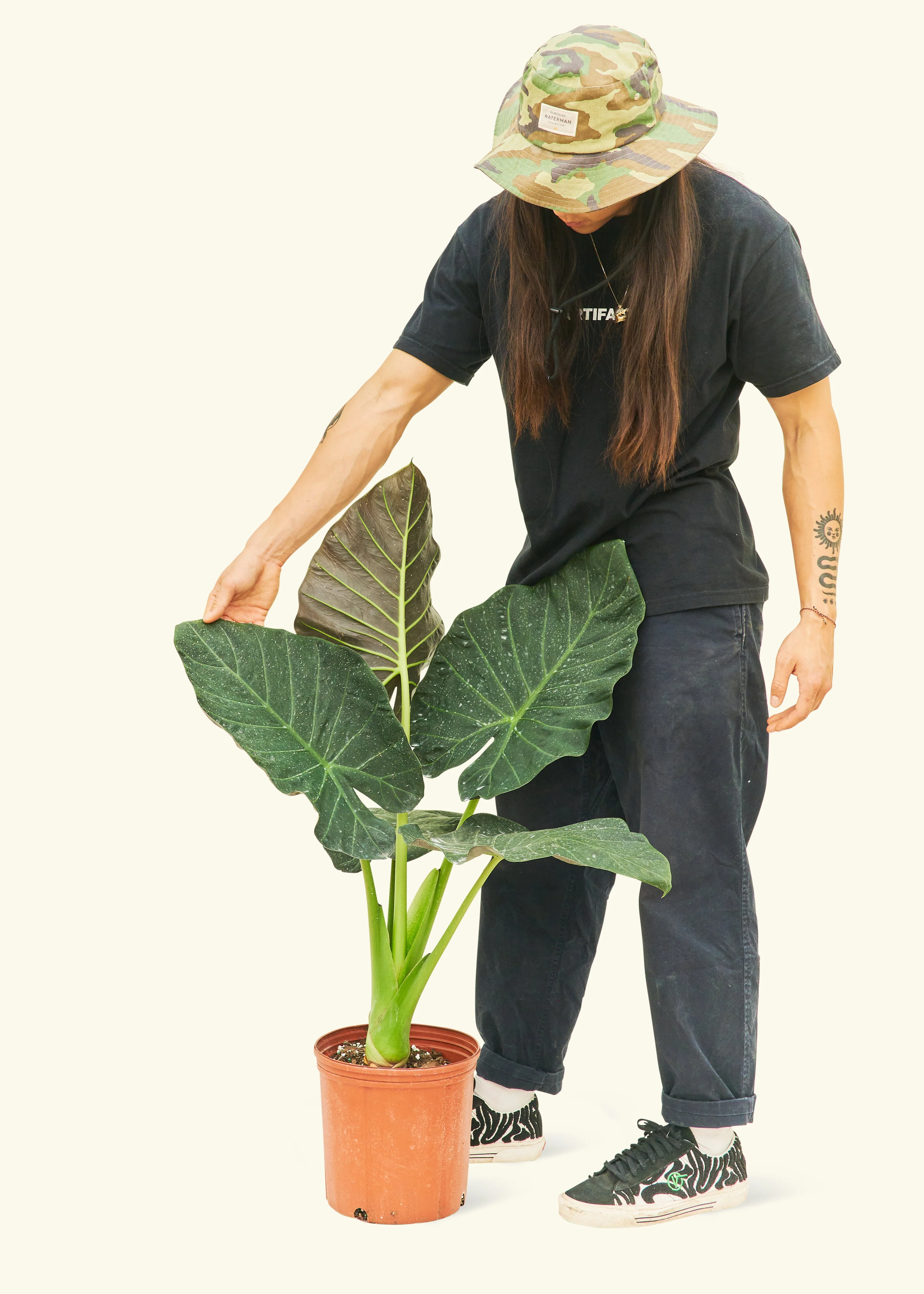 Alocasia Regal Shields - Image 103