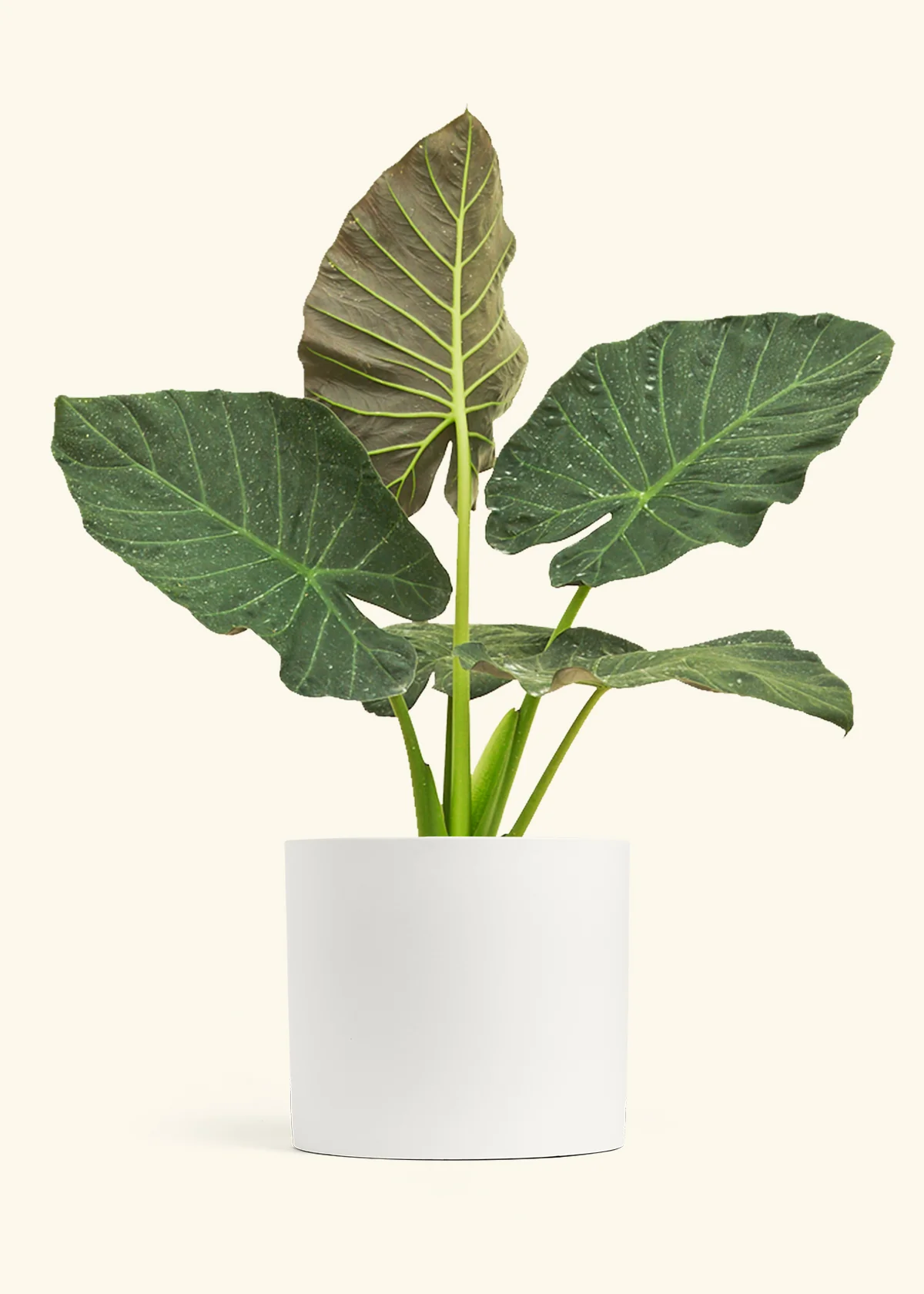 Alocasia Regal Shields - Image 104