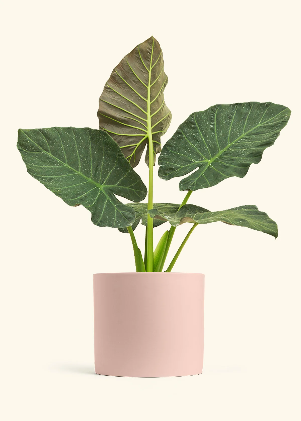 Alocasia Regal Shields - Image 105