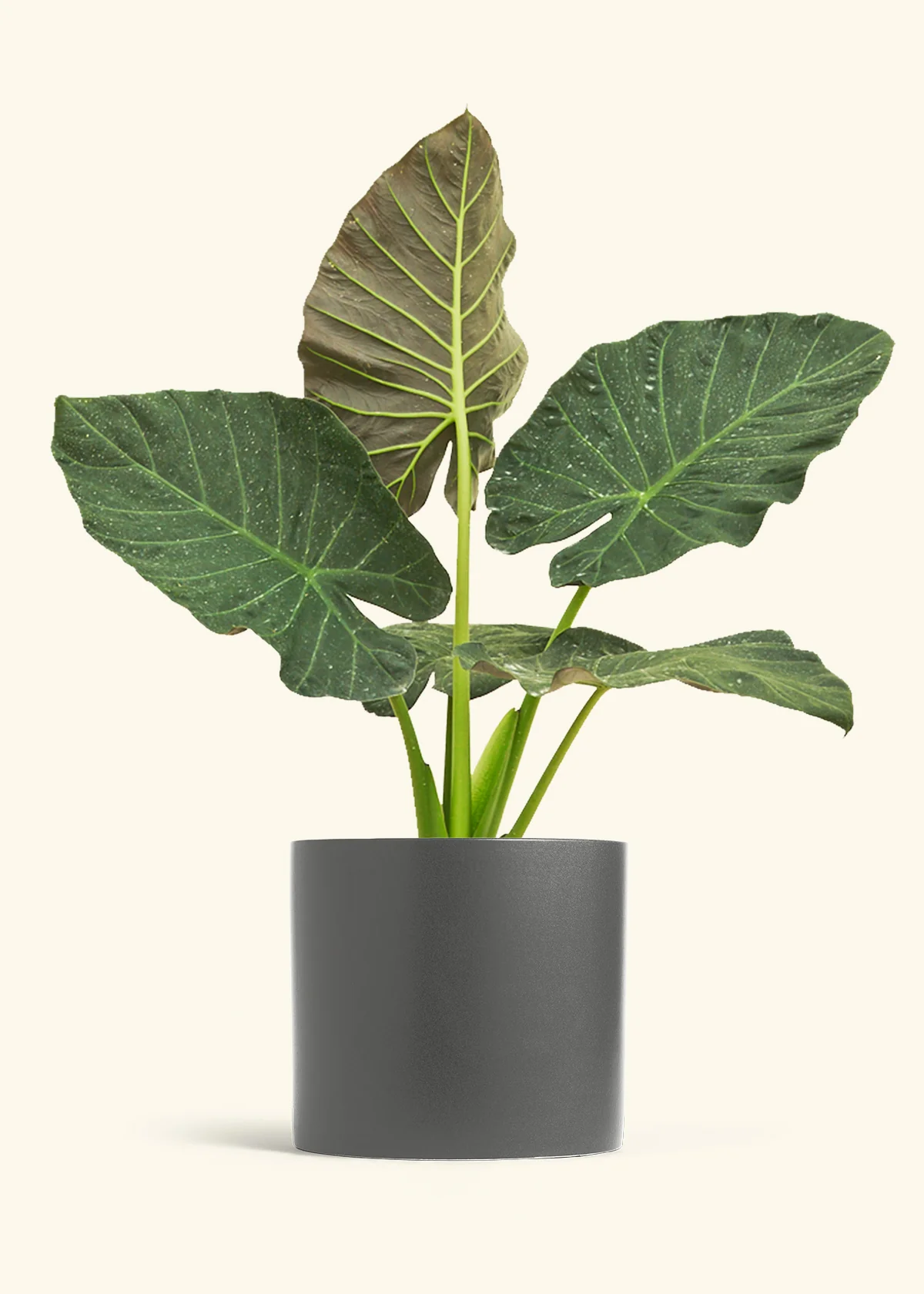 Alocasia Regal Shields - Image 106