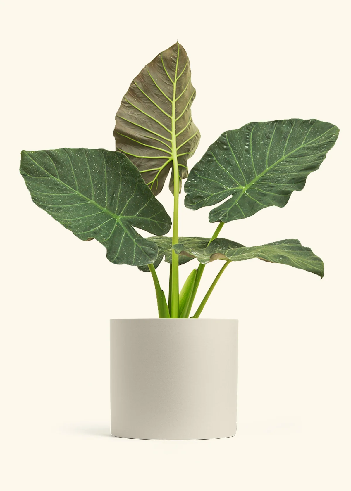 Alocasia Regal Shields - Image 107