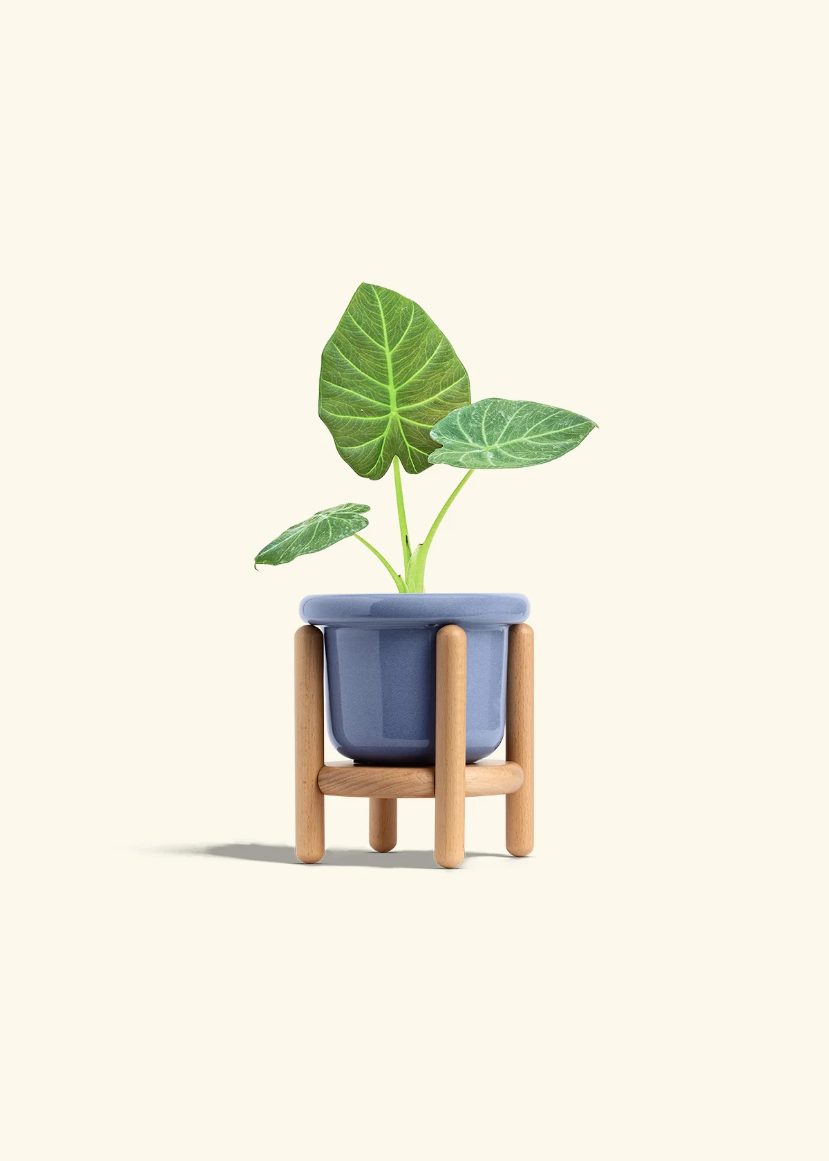 Alocasia Regal Shields - Image 11