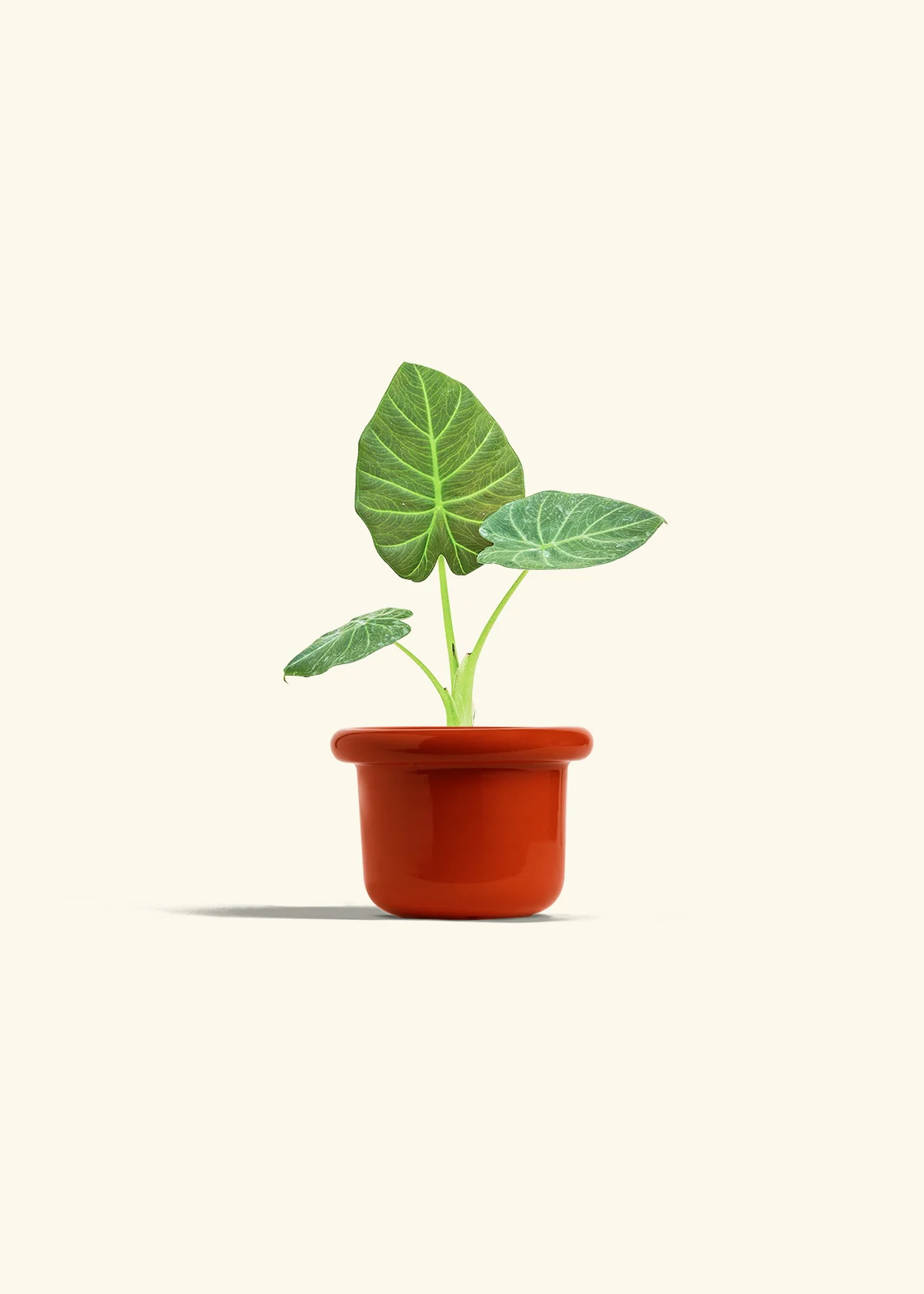 Alocasia Regal Shields - Image 12