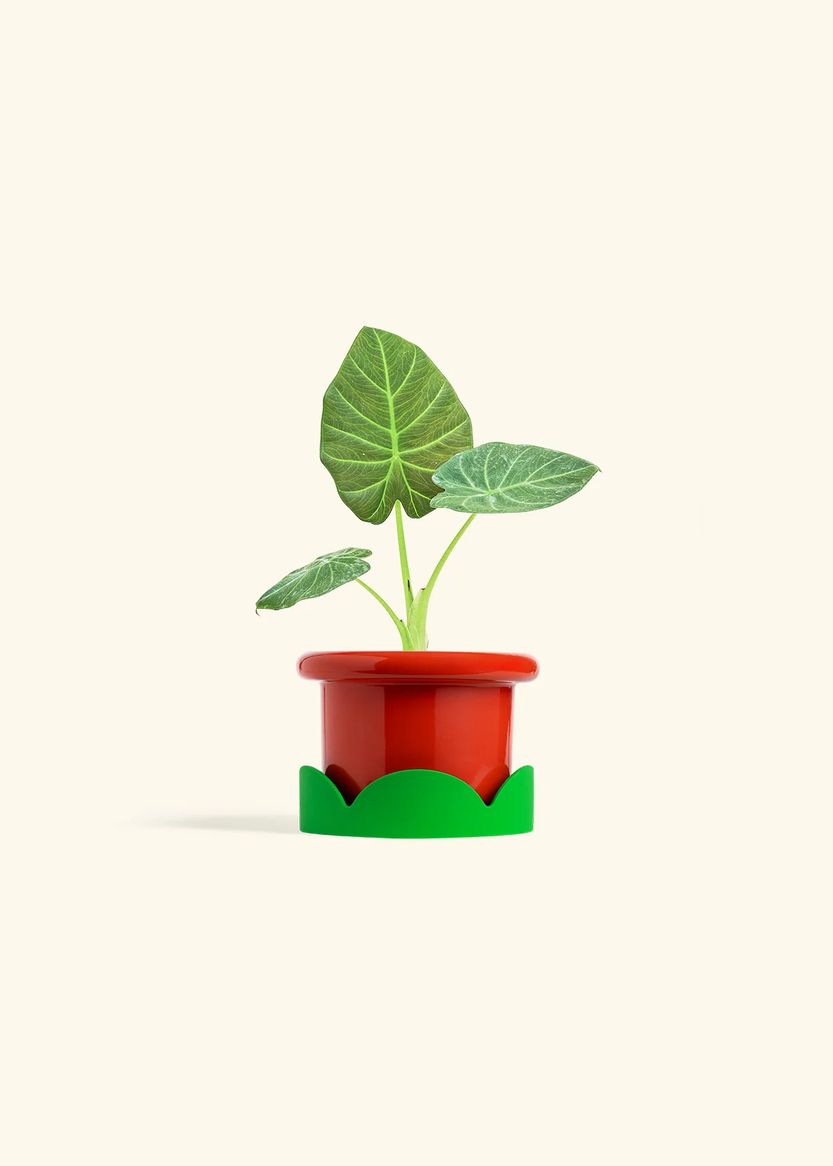 Alocasia Regal Shields - Image 13
