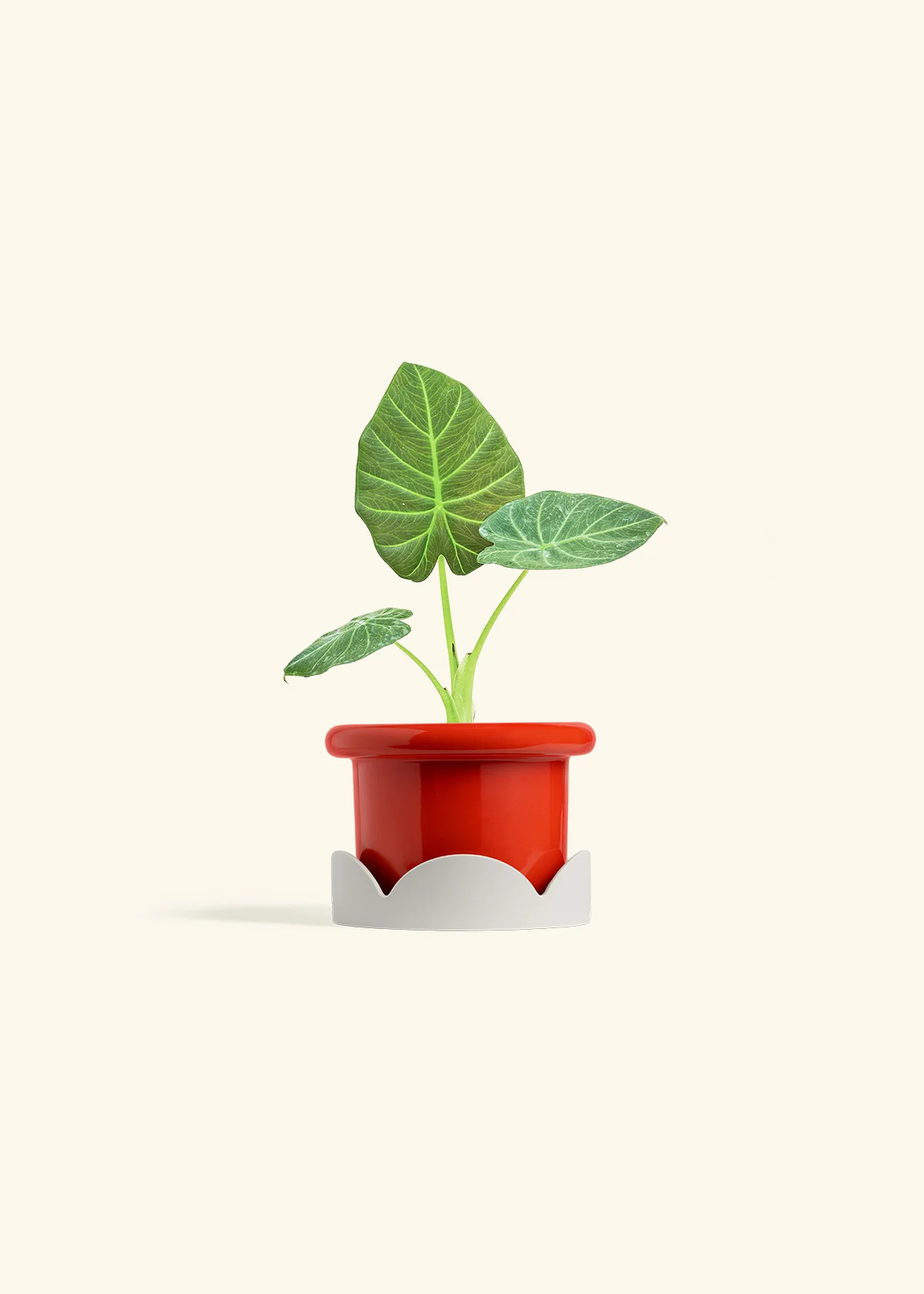Alocasia Regal Shields - Image 14