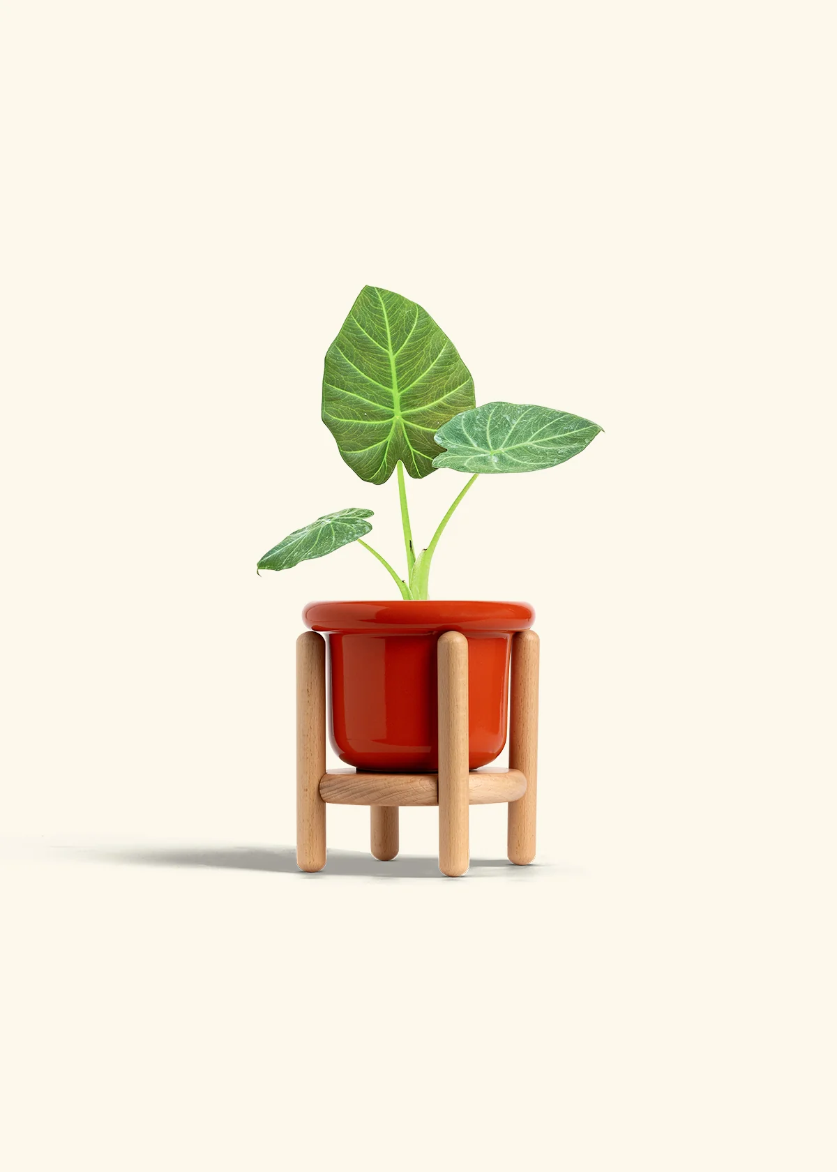 Alocasia Regal Shields - Image 15