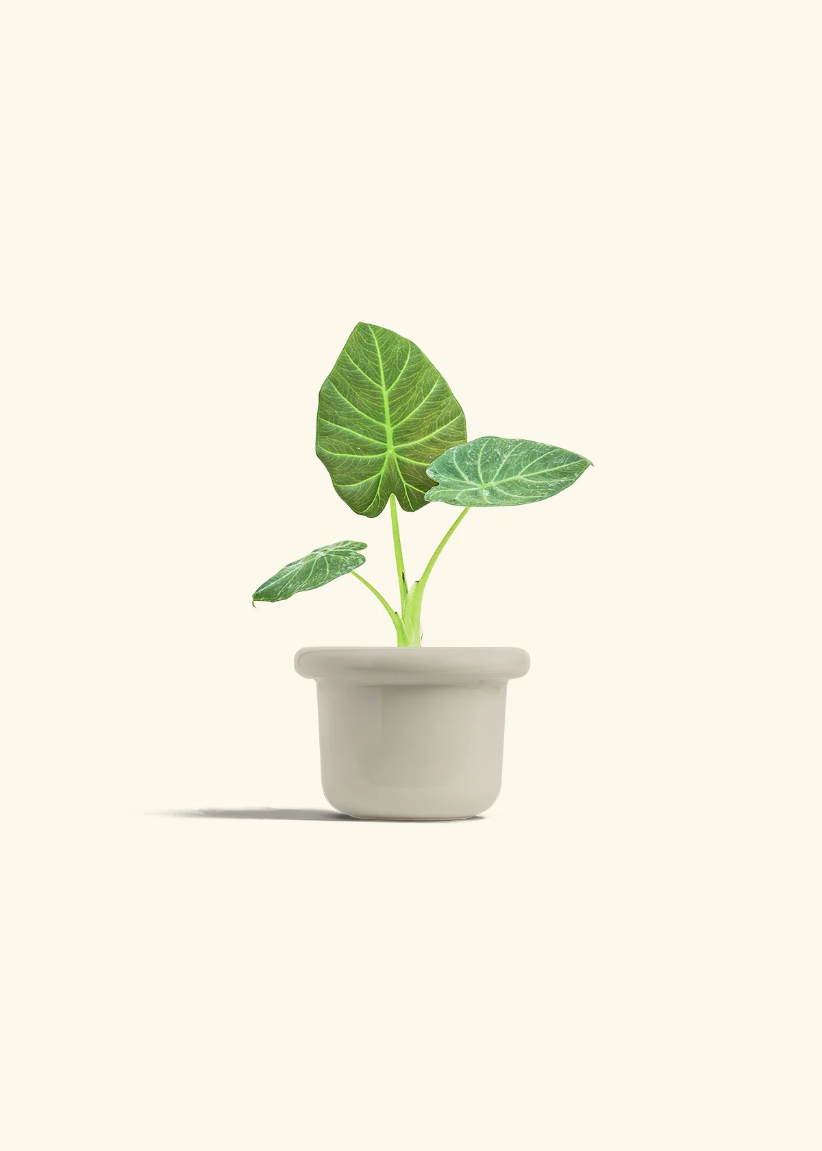 Alocasia Regal Shields - Image 16