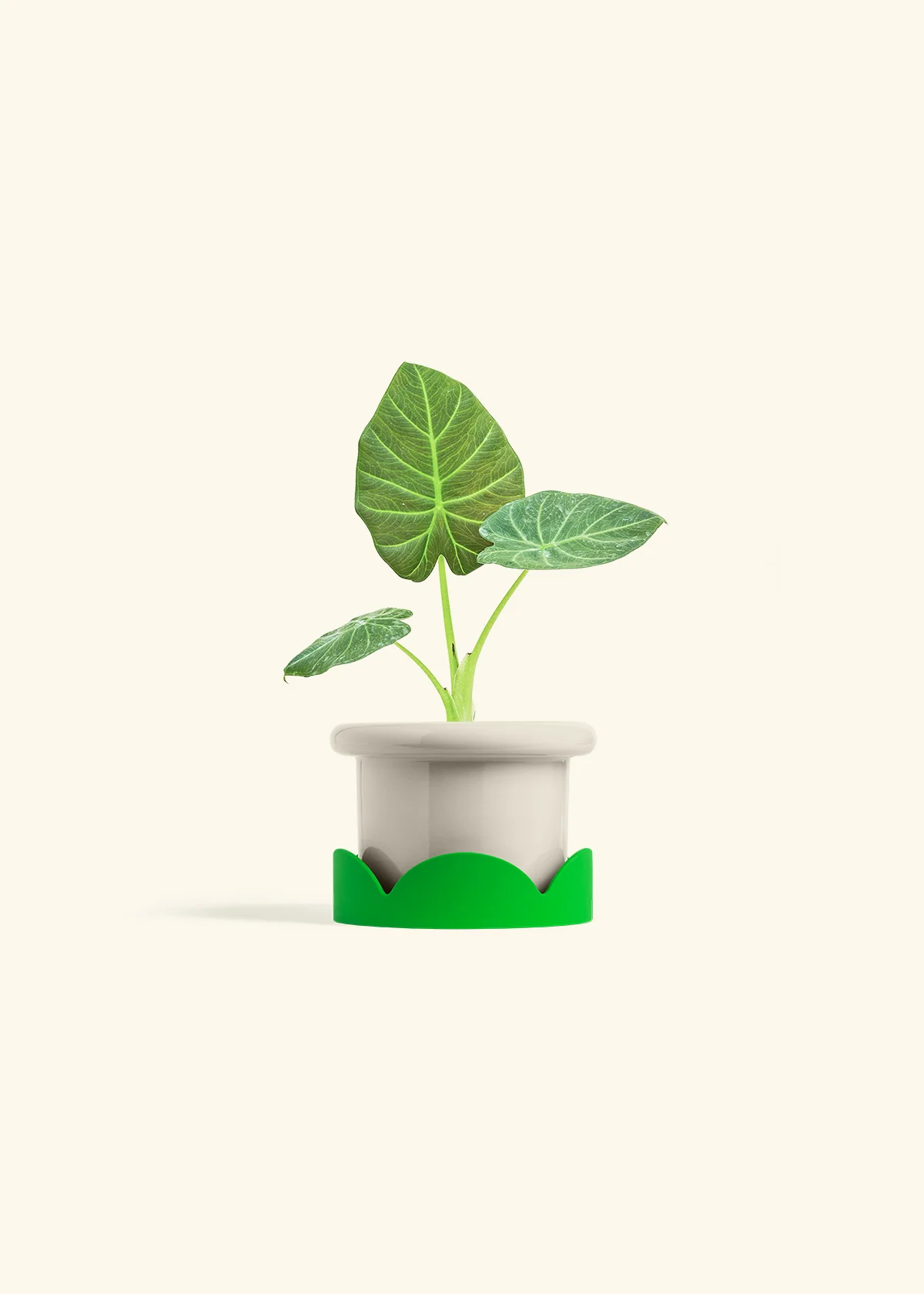 Alocasia Regal Shields - Image 17