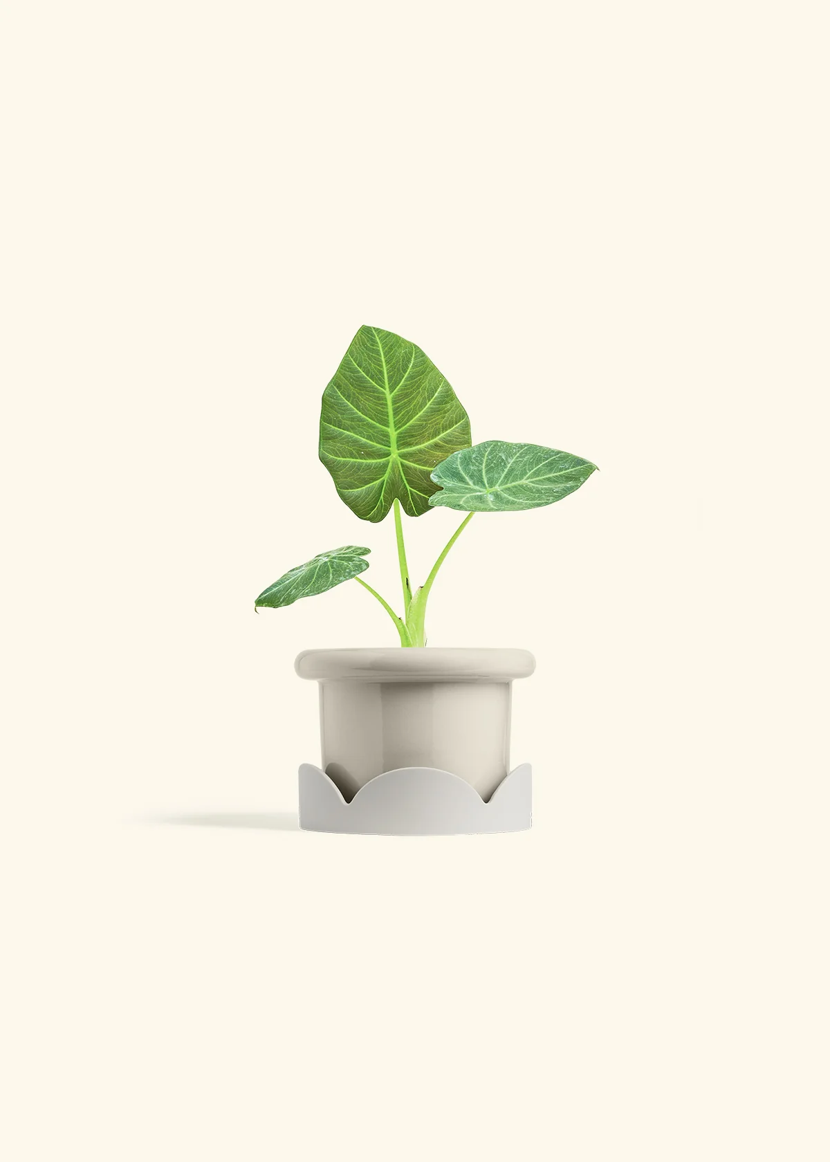 Alocasia Regal Shields - Image 18