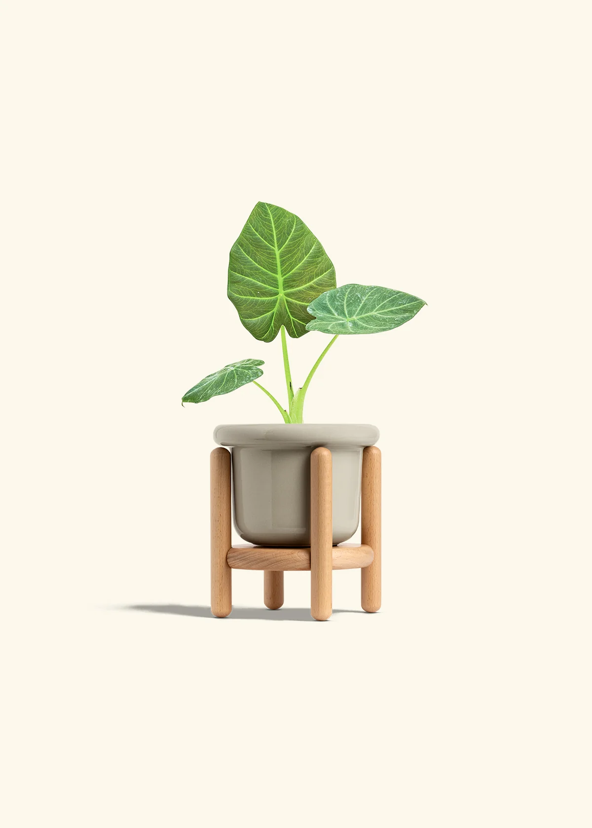 Alocasia Regal Shields - Image 19