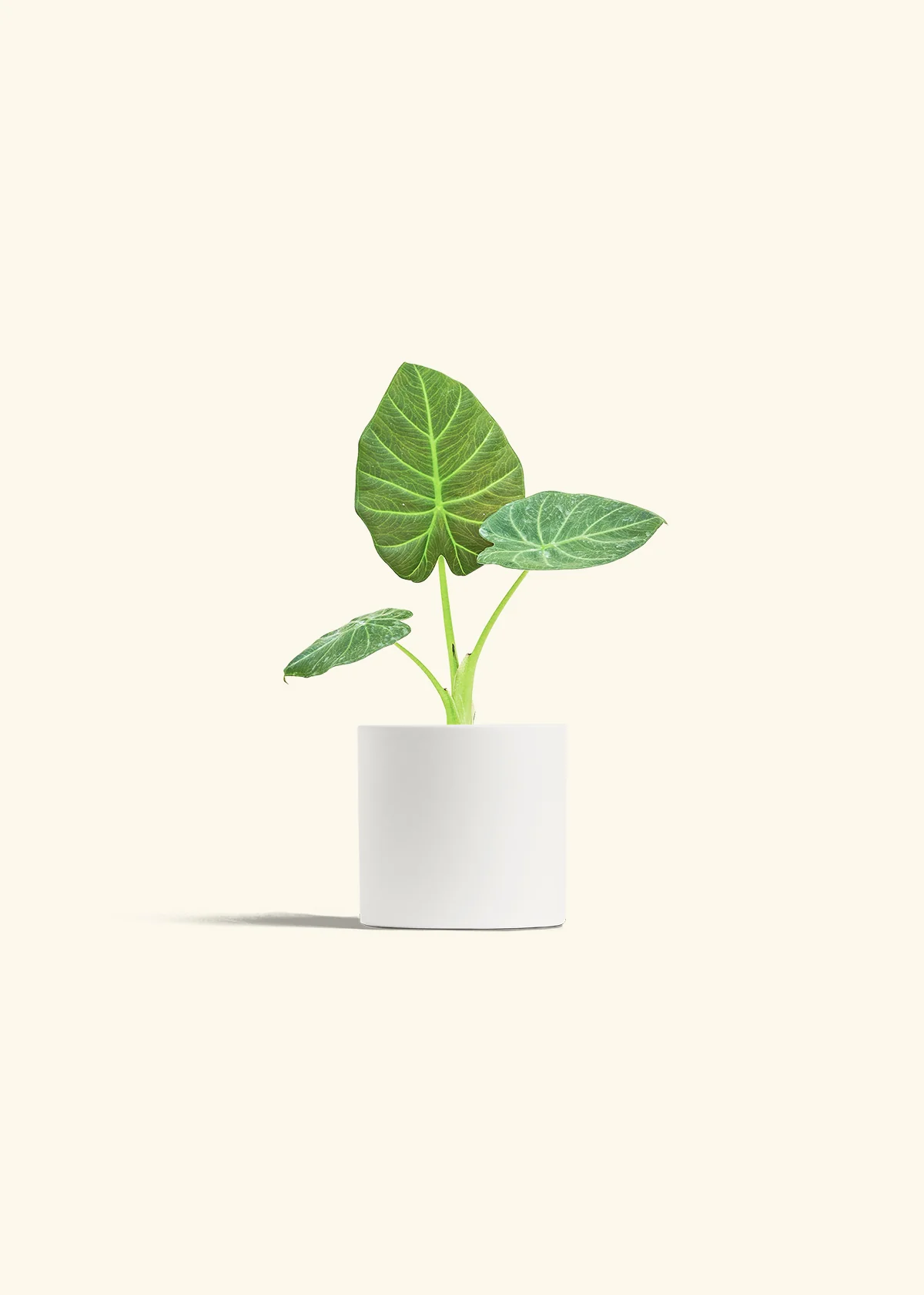 Alocasia Regal Shields - Image 20