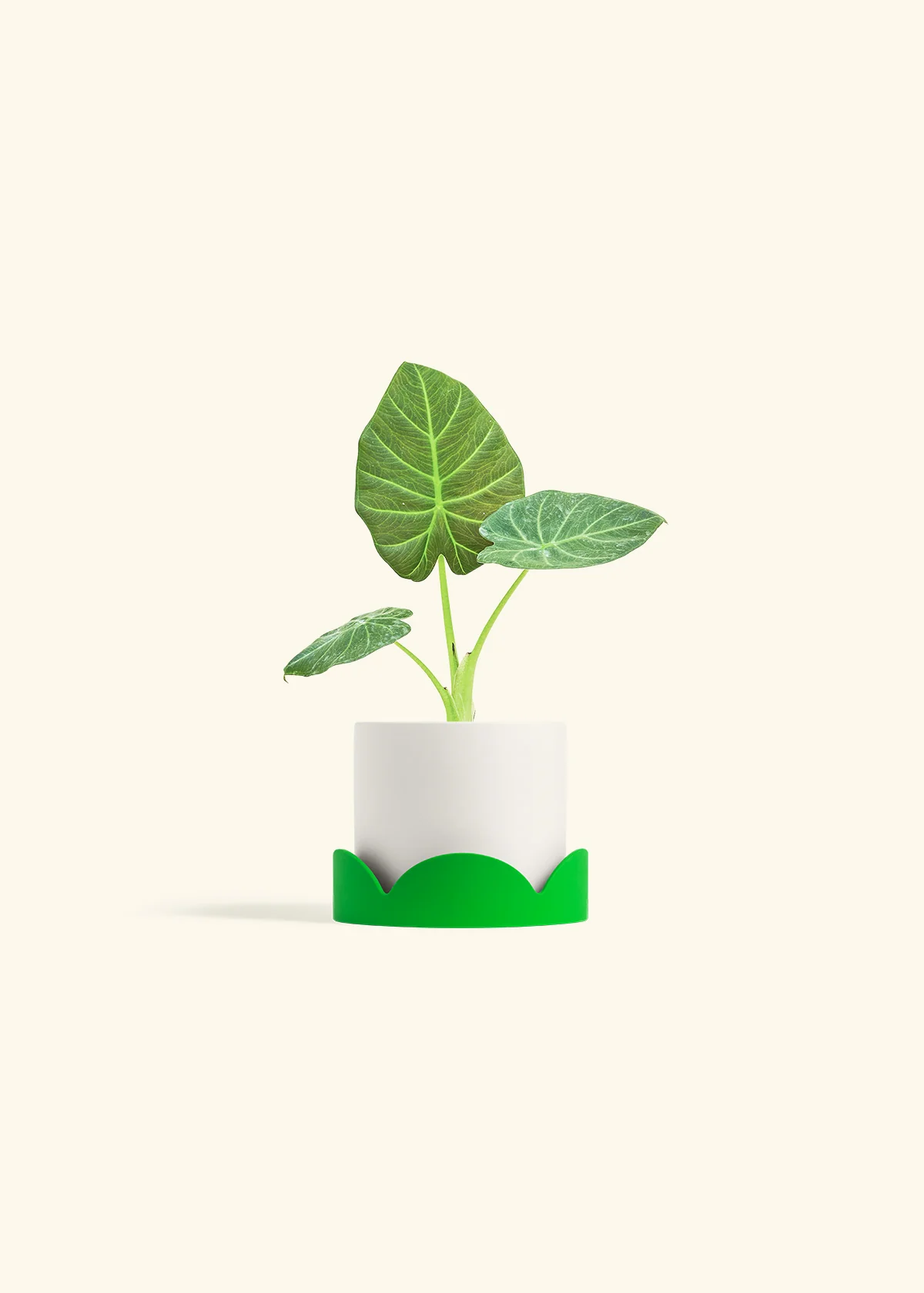 Alocasia Regal Shields - Image 21