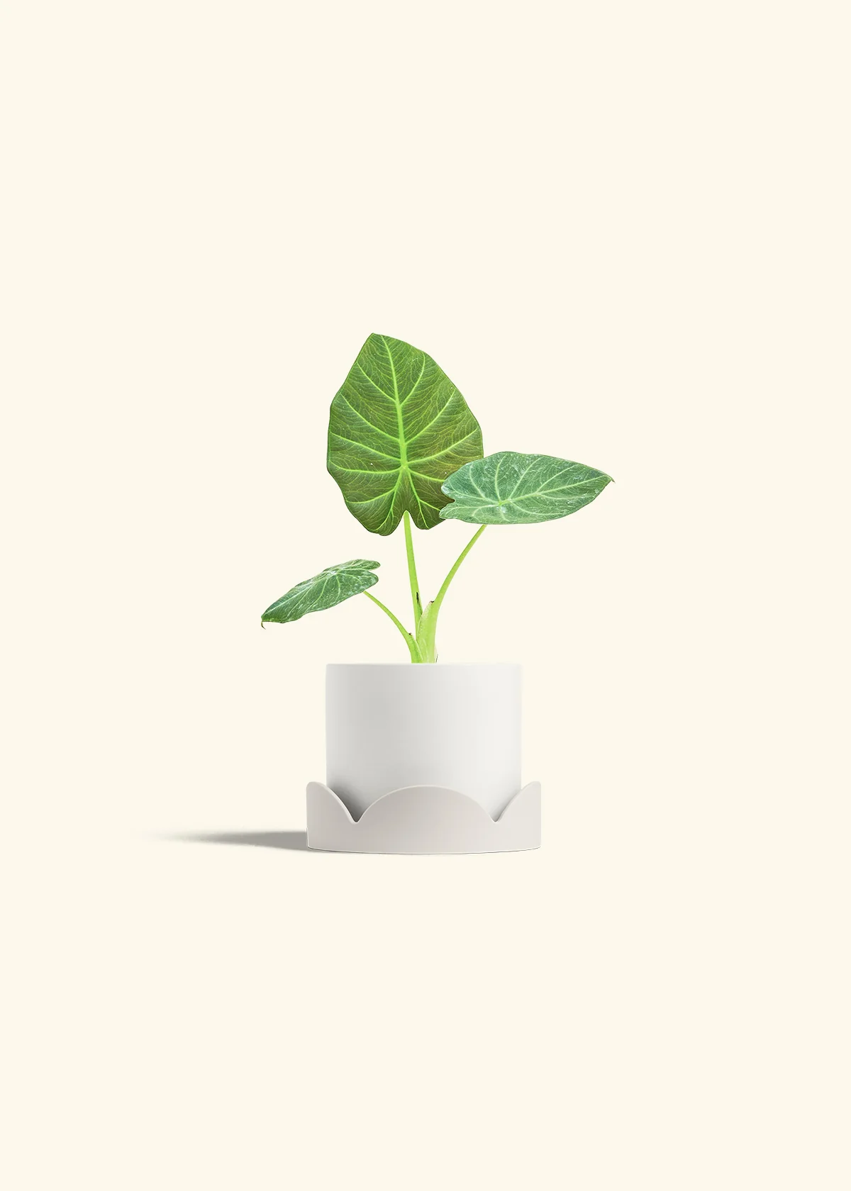 Alocasia Regal Shields - Image 22