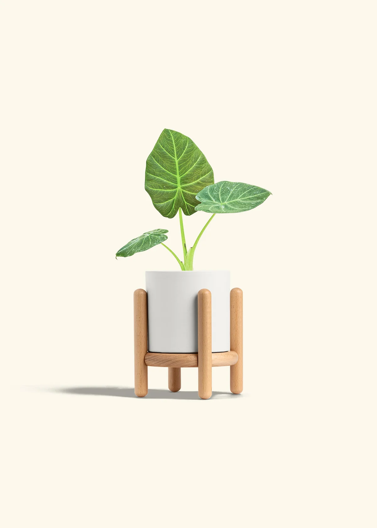 Alocasia Regal Shields - Image 23