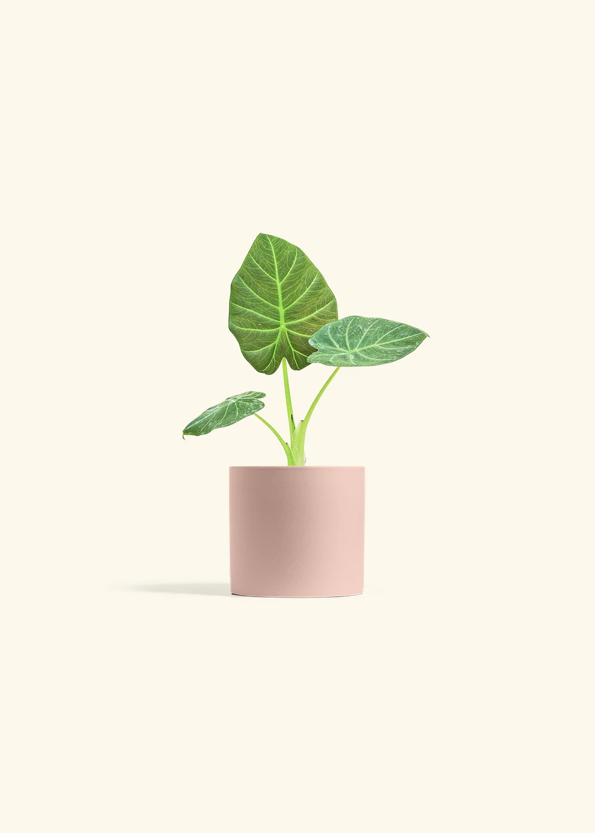 Alocasia Regal Shields - Image 24
