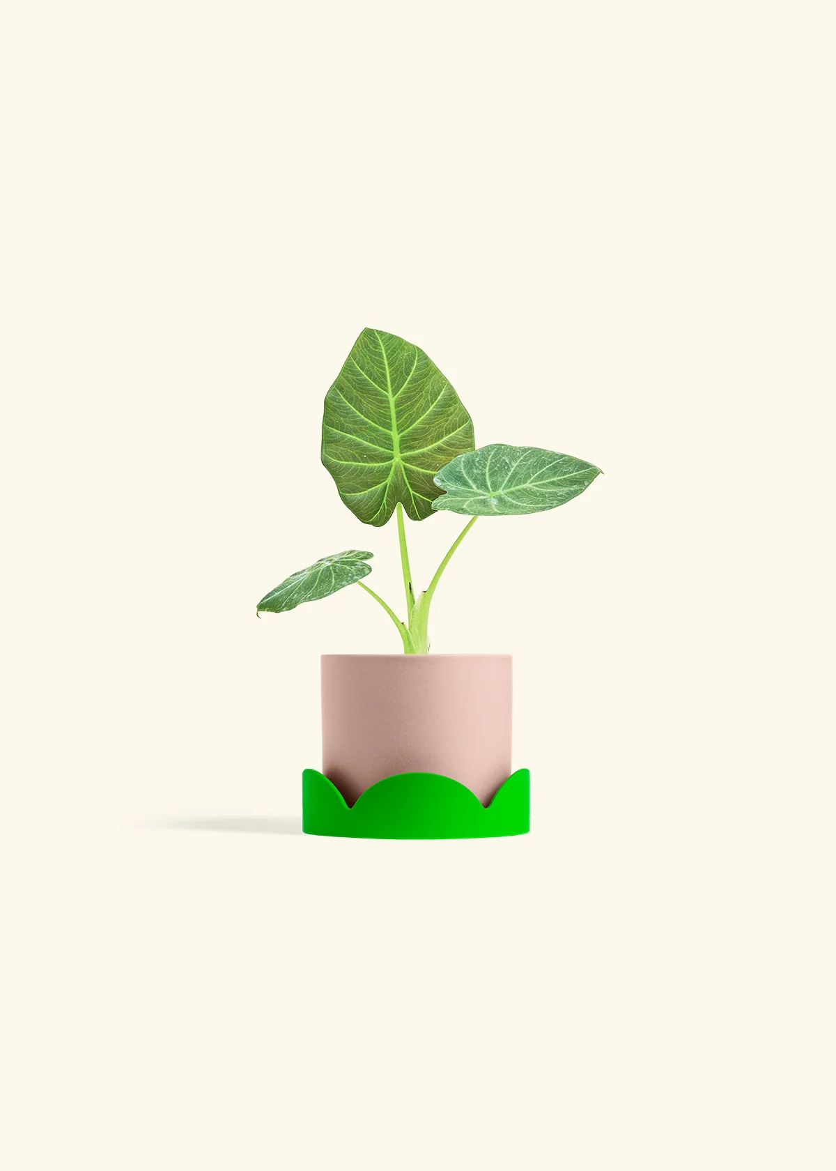 Alocasia Regal Shields - Image 25