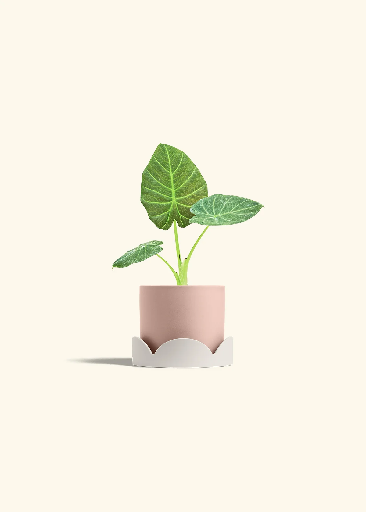 Alocasia Regal Shields - Image 26