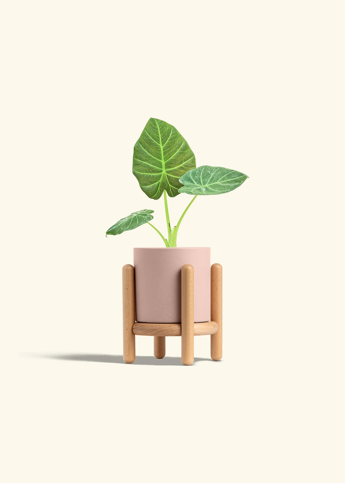 Alocasia Regal Shields - Image 27