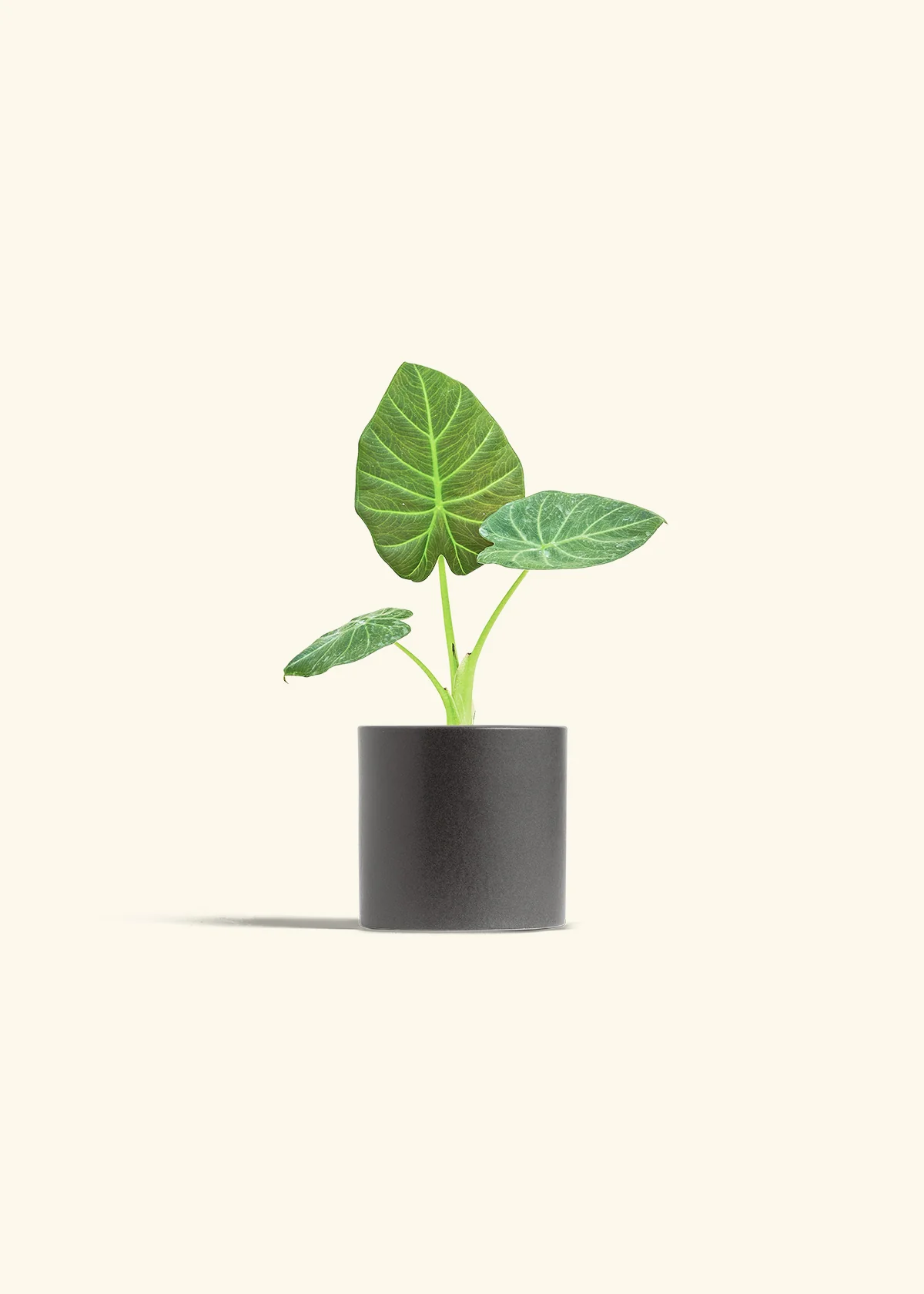 Alocasia Regal Shields - Image 28