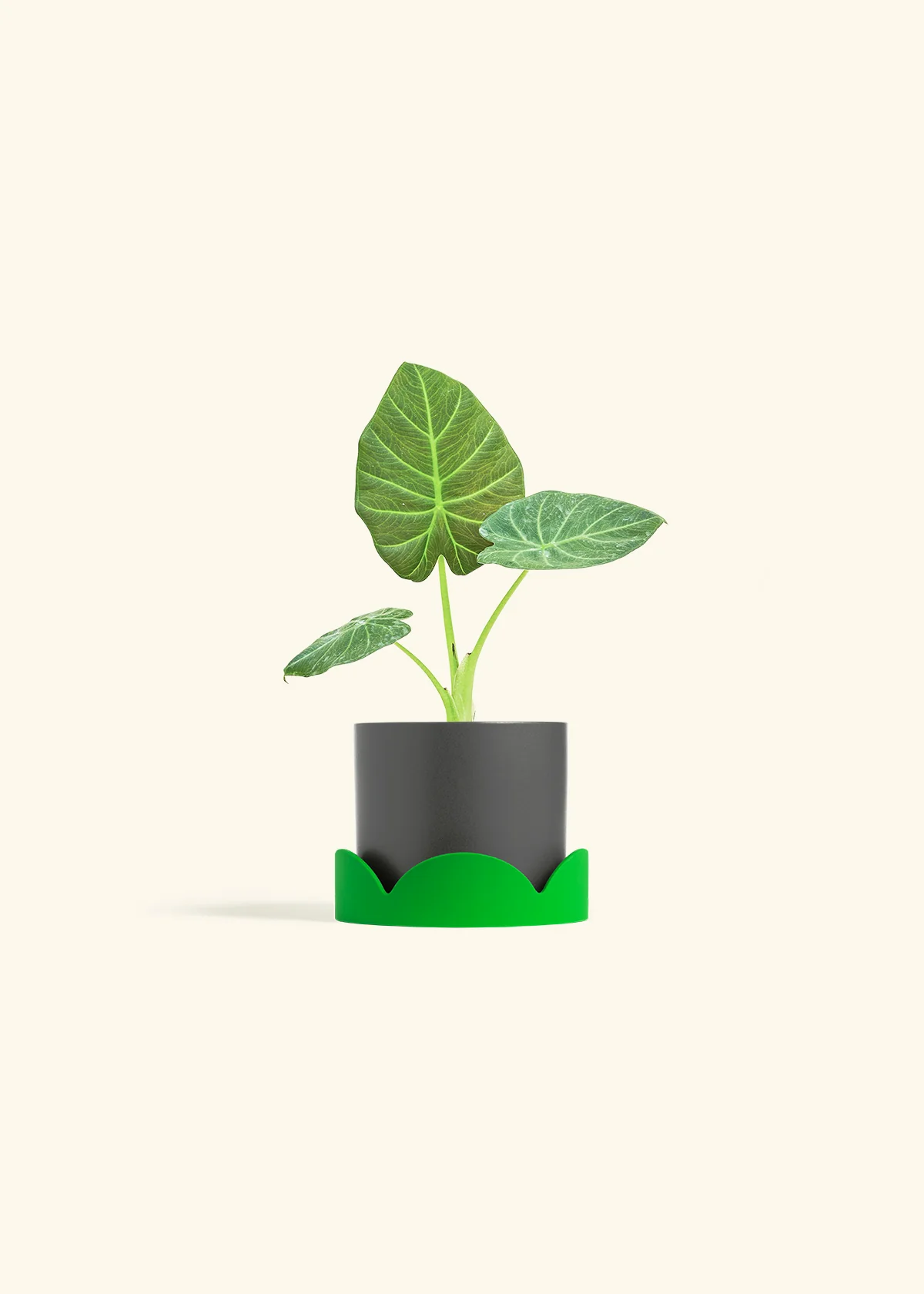 Alocasia Regal Shields - Image 29