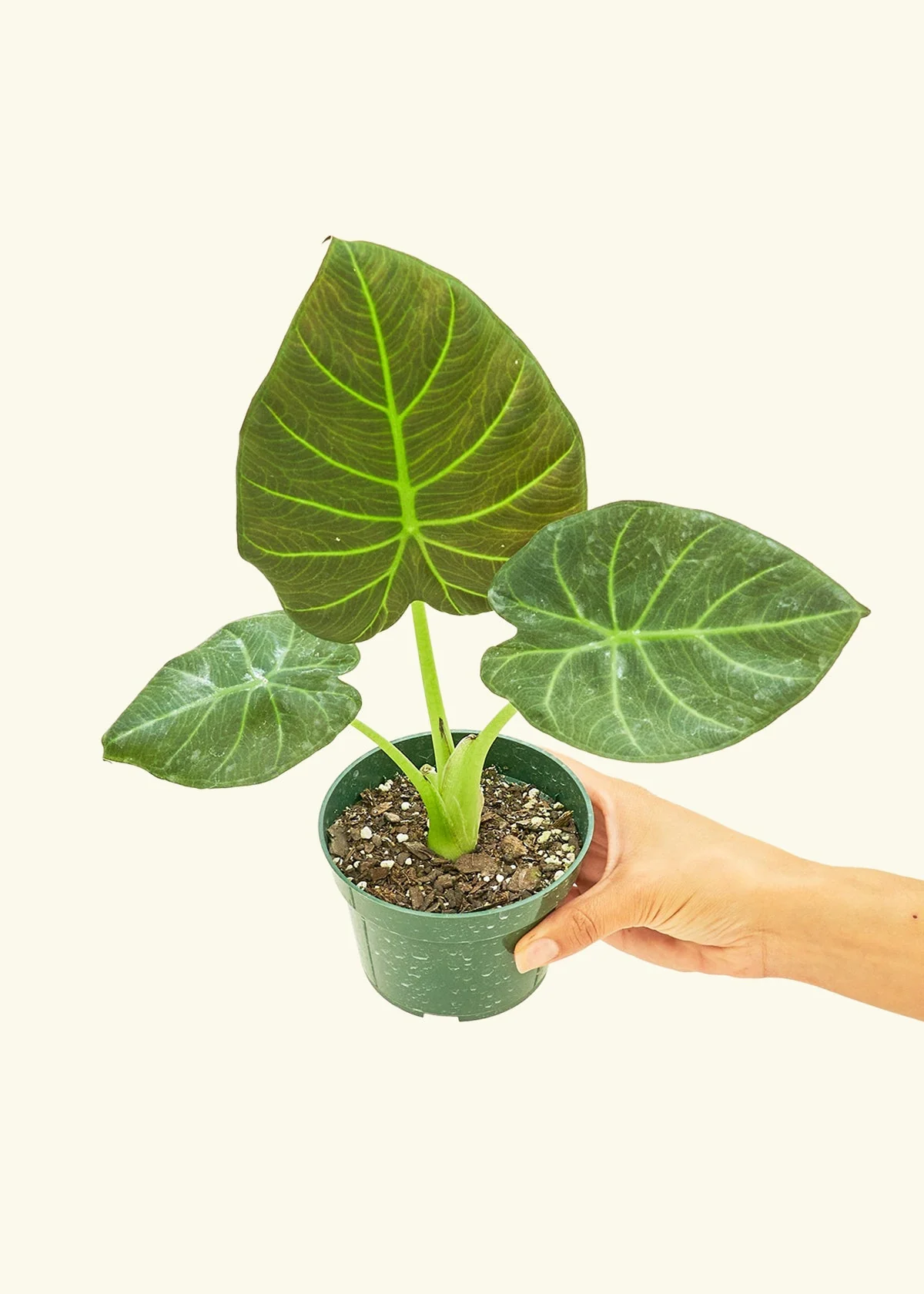 Alocasia Regal Shields - Image 3