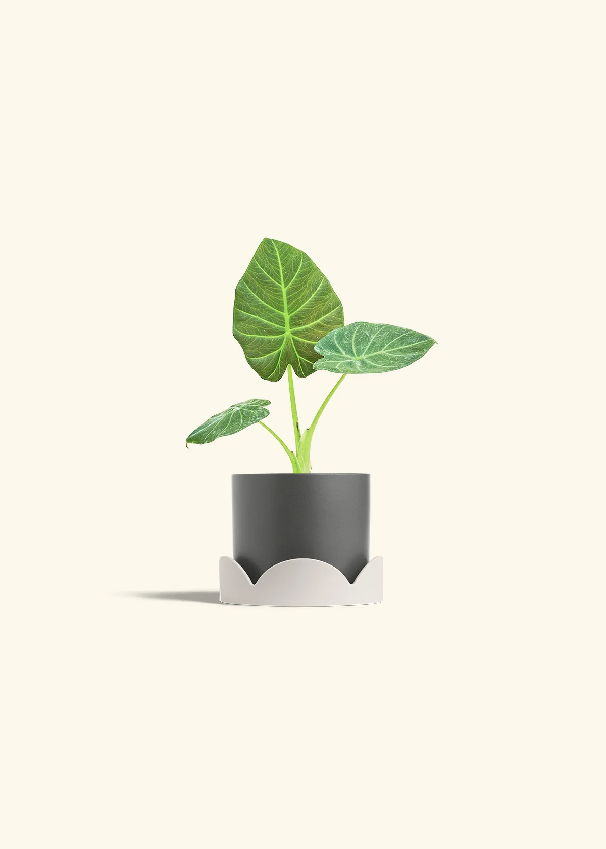 Alocasia Regal Shields - Image 30