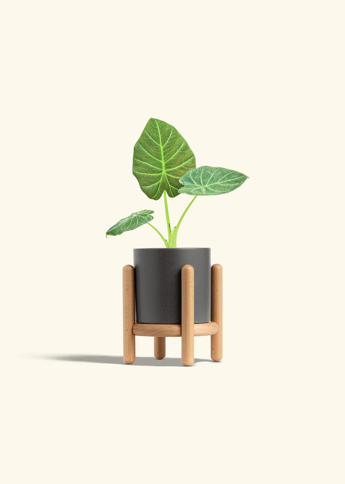 Alocasia Regal Shields - Image 31