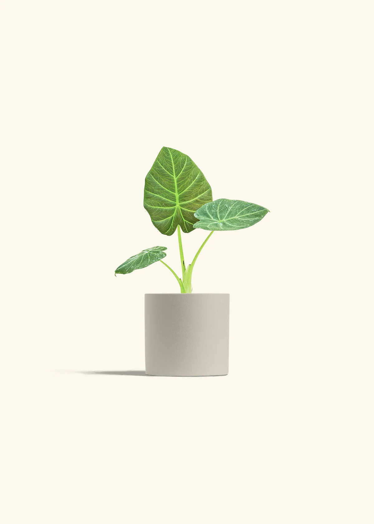Alocasia Regal Shields - Image 32