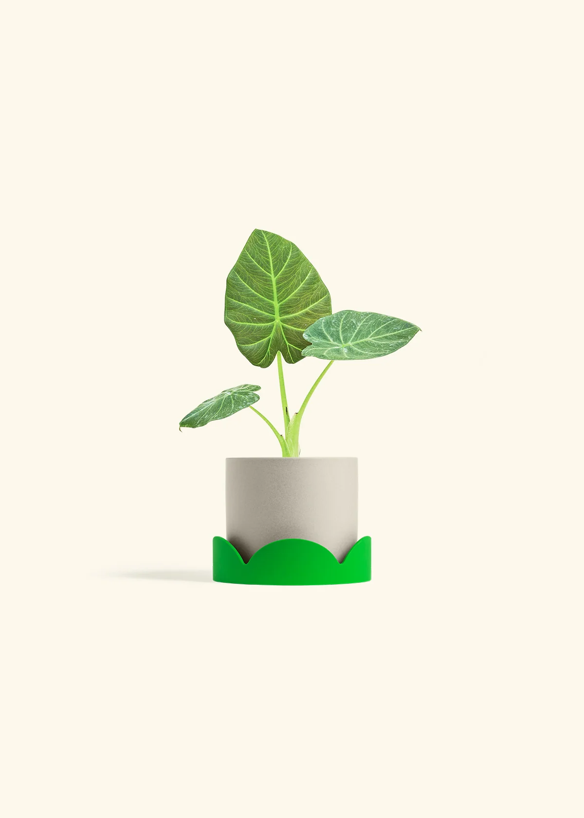 Alocasia Regal Shields - Image 33
