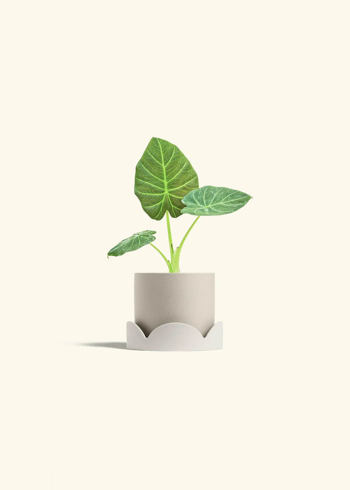 Alocasia Regal Shields - Image 34
