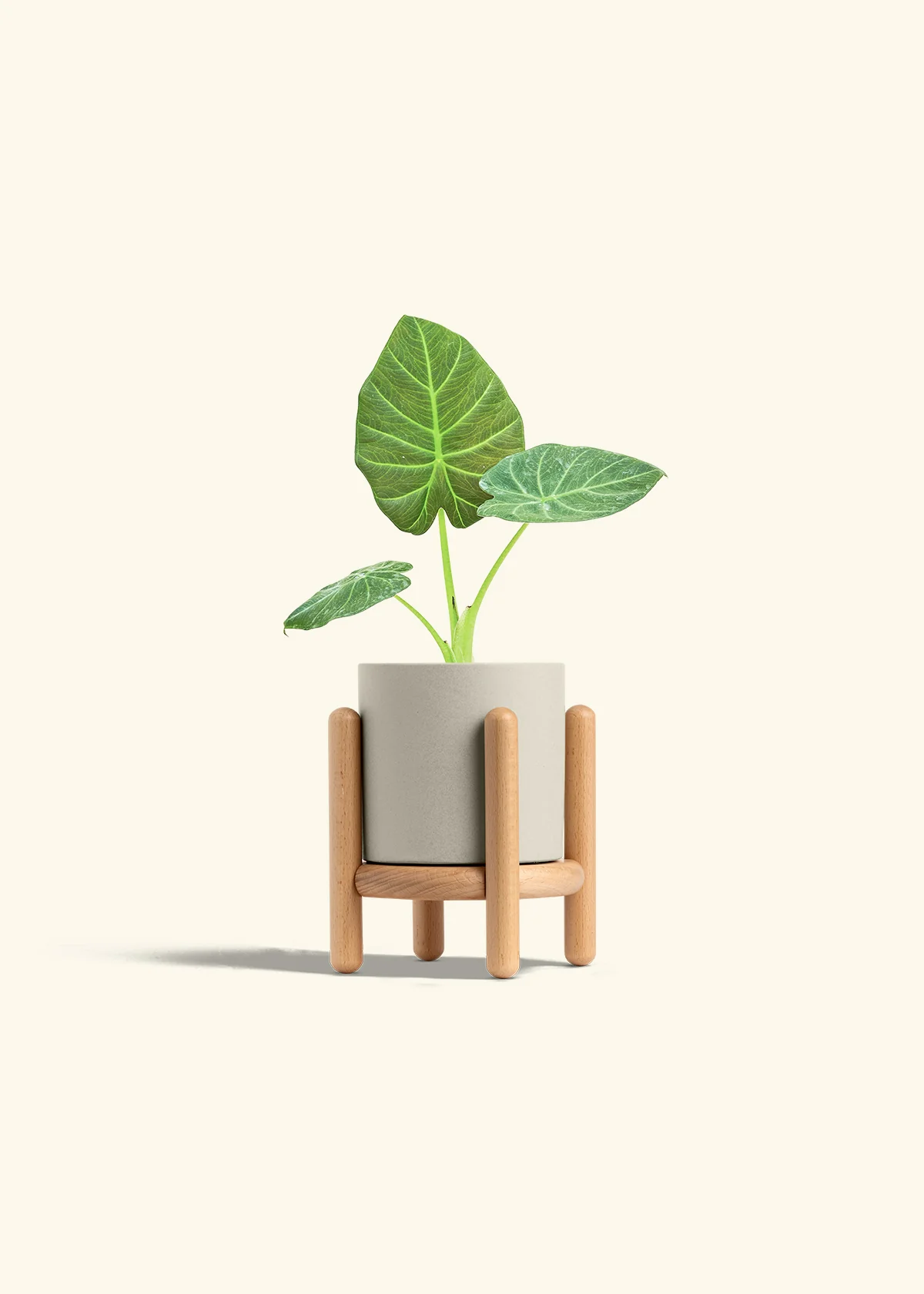 Alocasia Regal Shields - Image 35