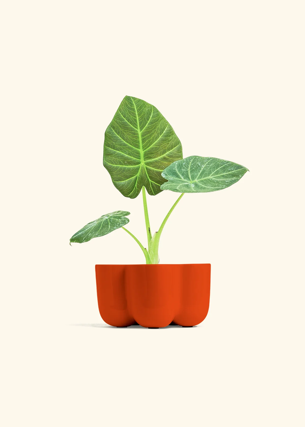 Alocasia Regal Shields - Image 36