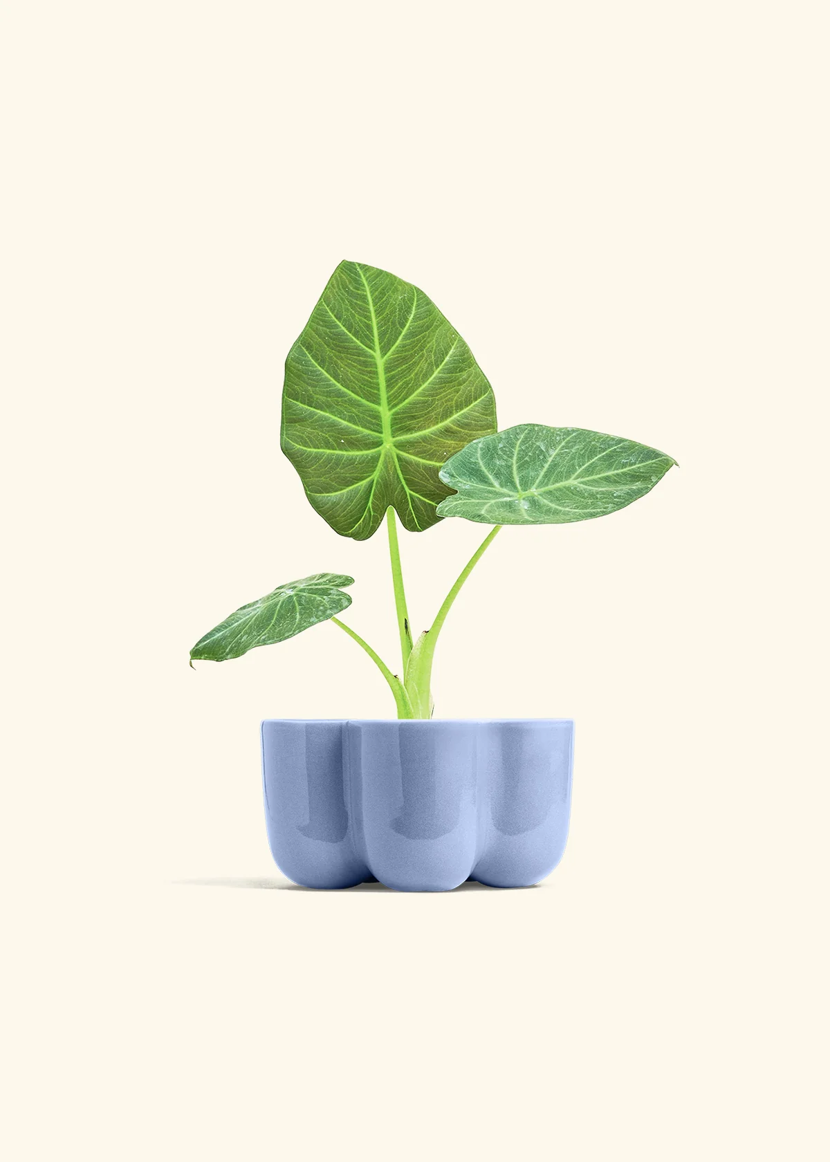 Alocasia Regal Shields - Image 37