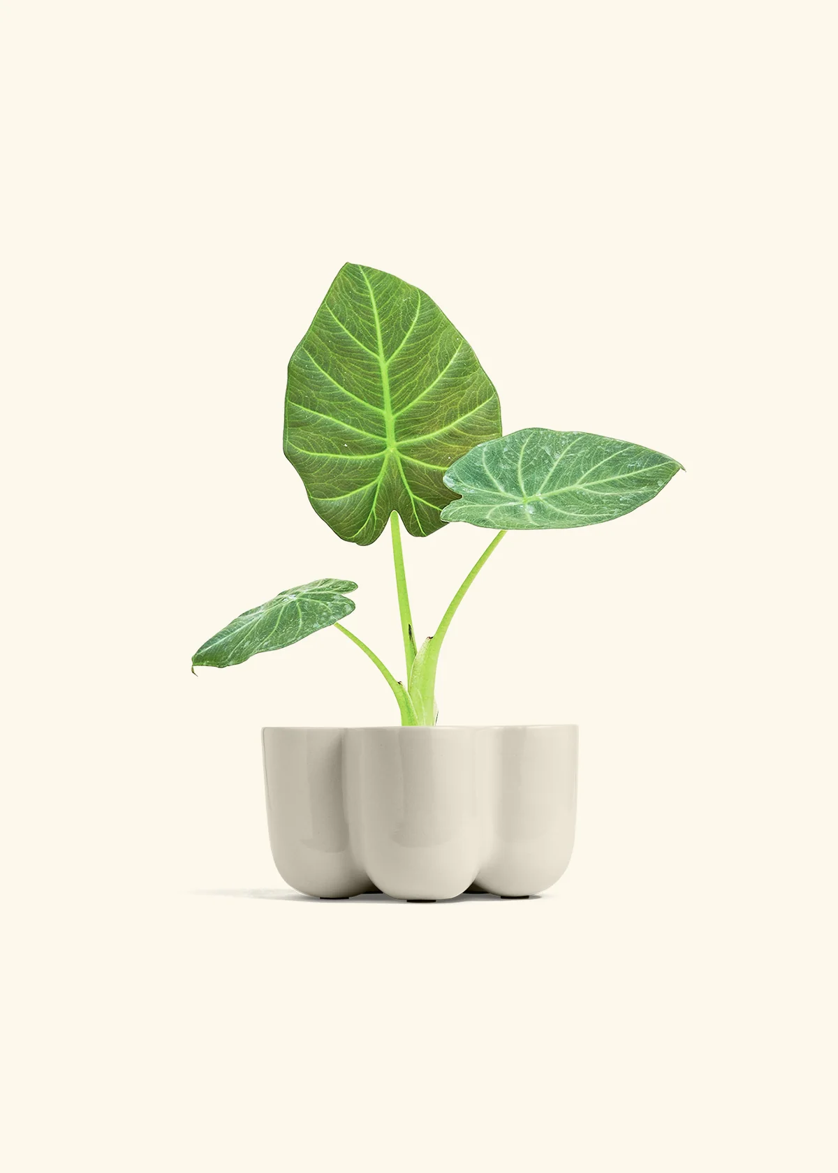 Alocasia Regal Shields - Image 38