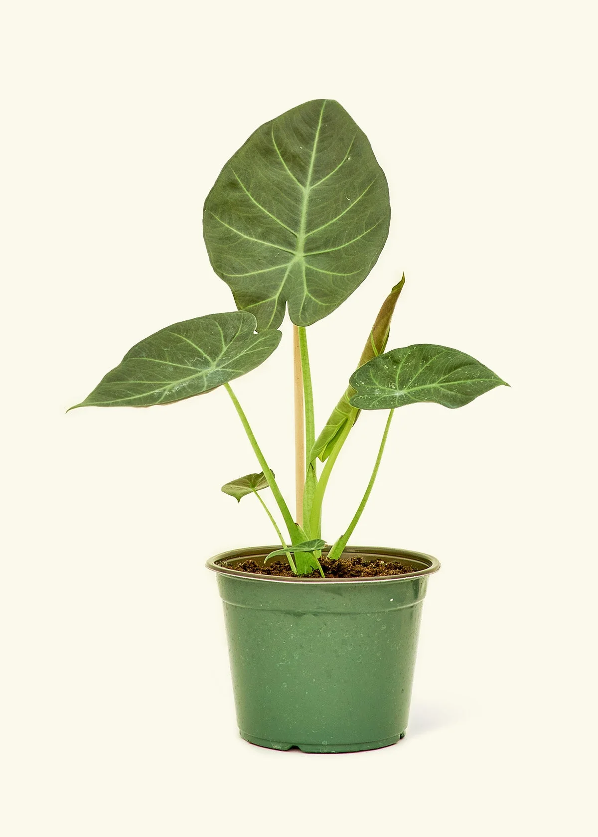 Alocasia Regal Shields - Image 39