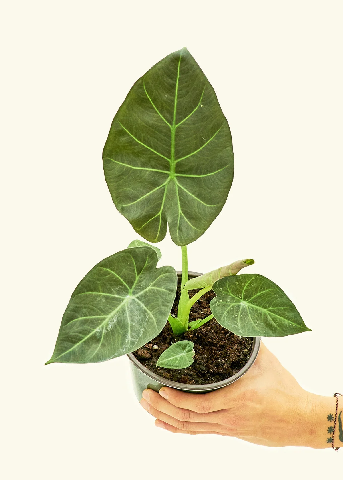 Alocasia Regal Shields - Image 40