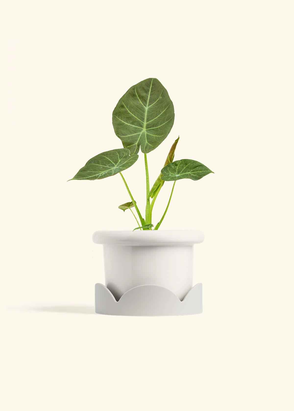 Alocasia Regal Shields - Image 43