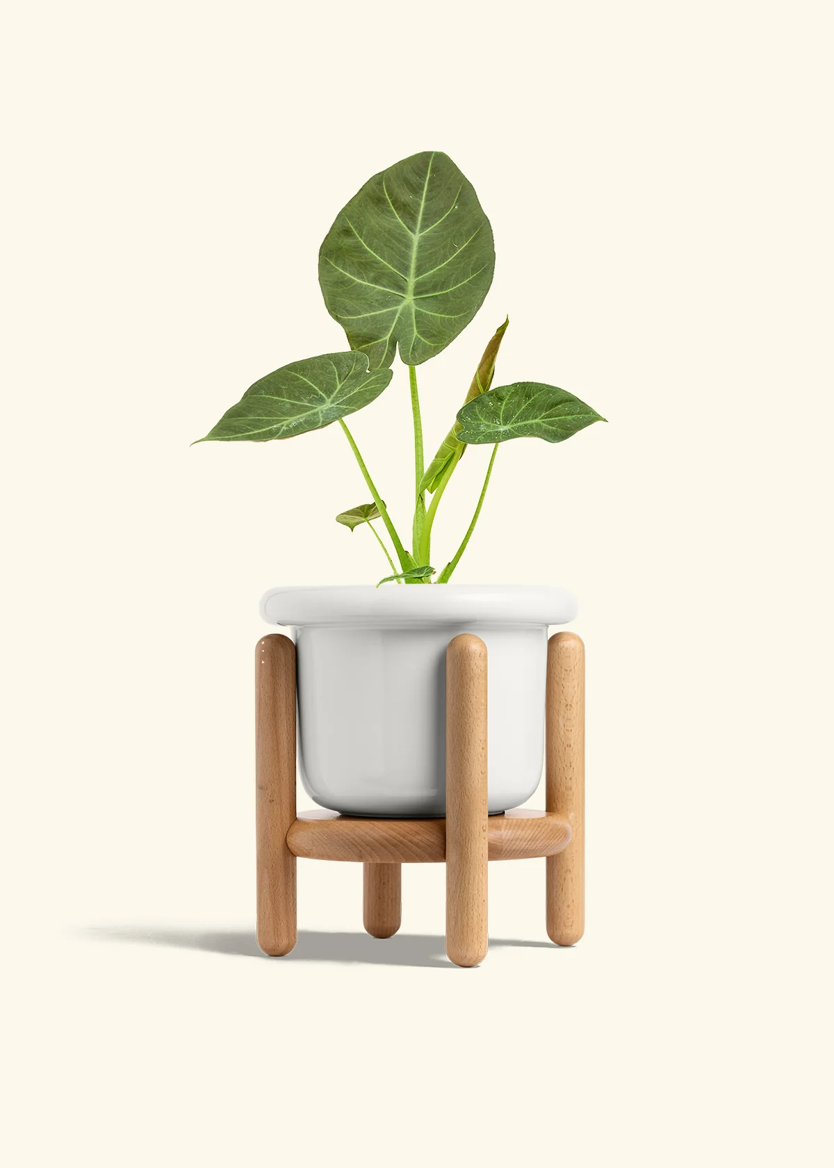 Alocasia Regal Shields - Image 44