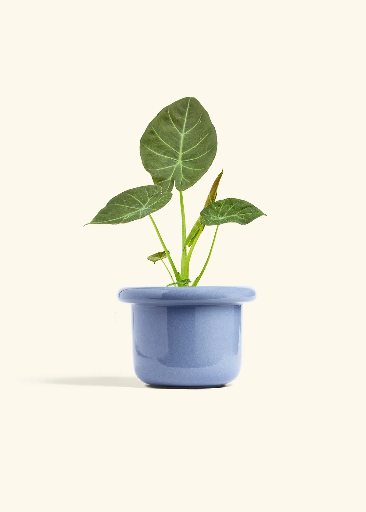 Alocasia Regal Shields - Image 45