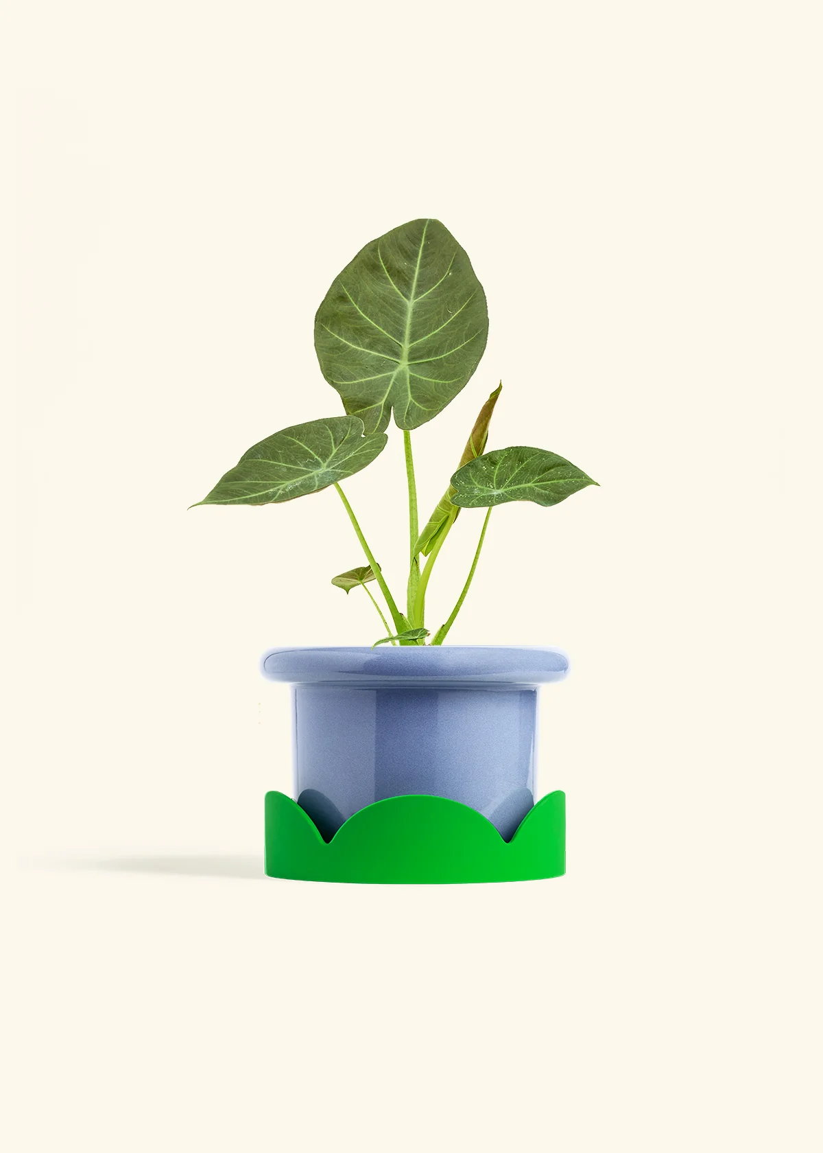 Alocasia Regal Shields - Image 46