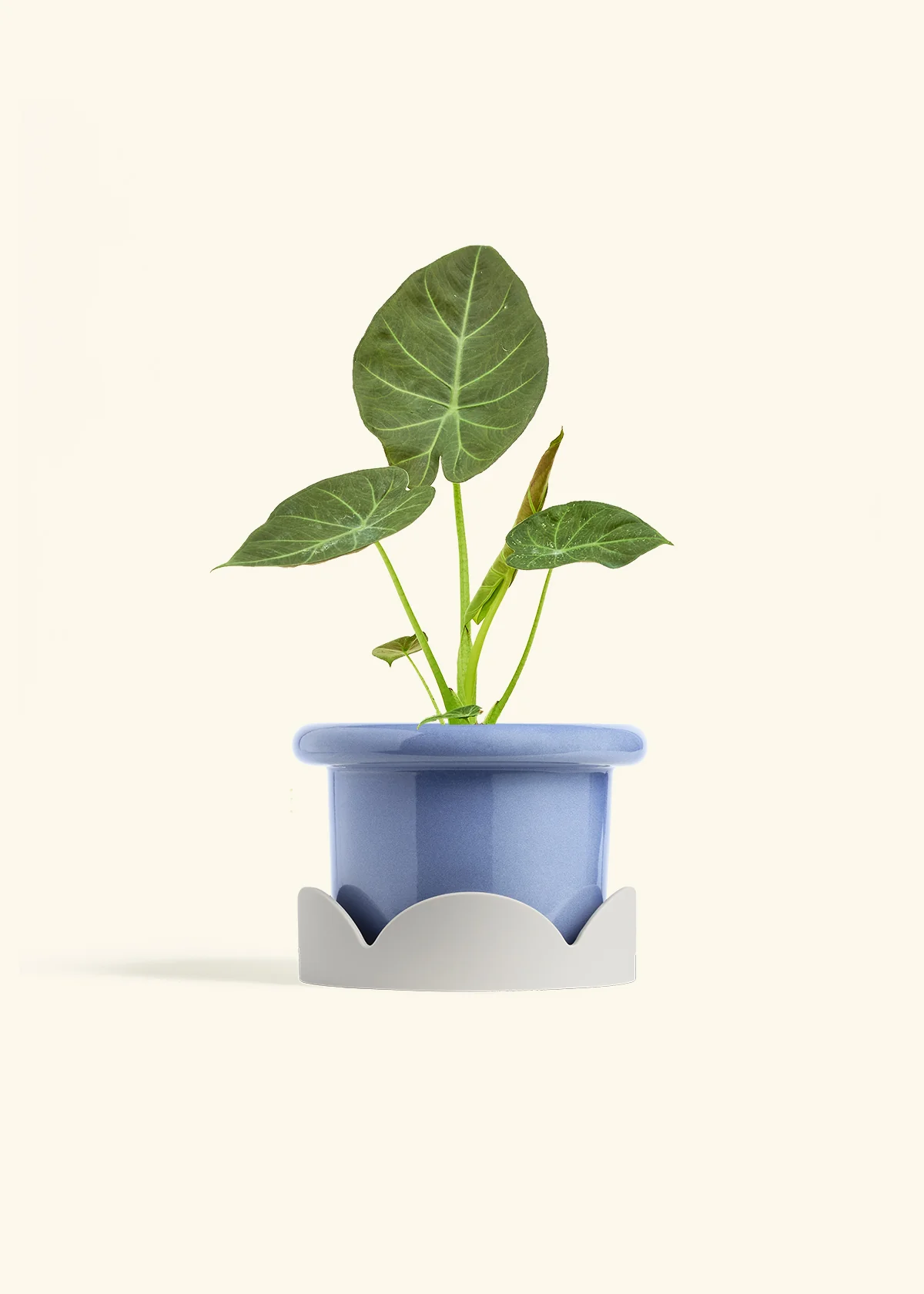 Alocasia Regal Shields - Image 47