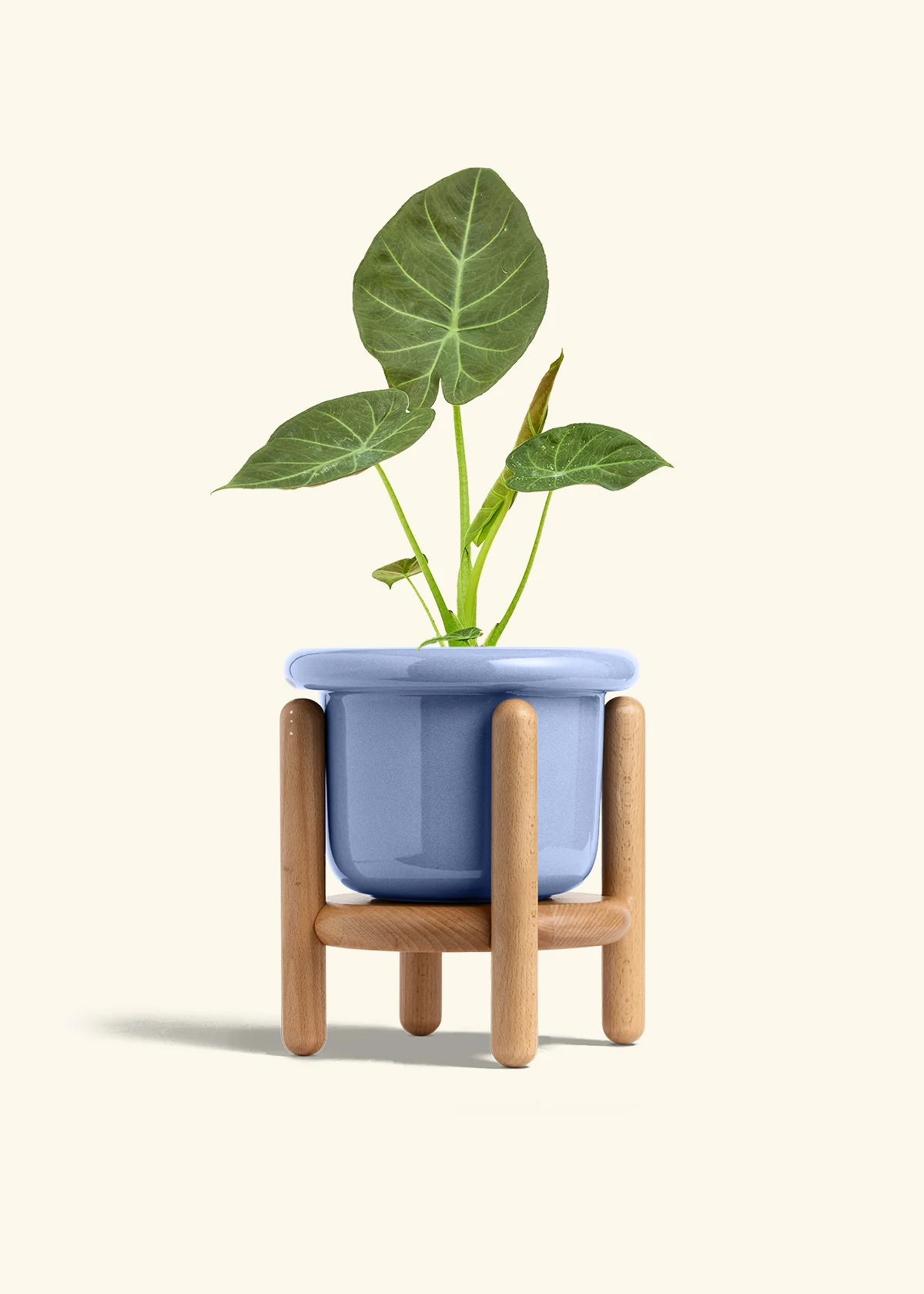 Alocasia Regal Shields - Image 48