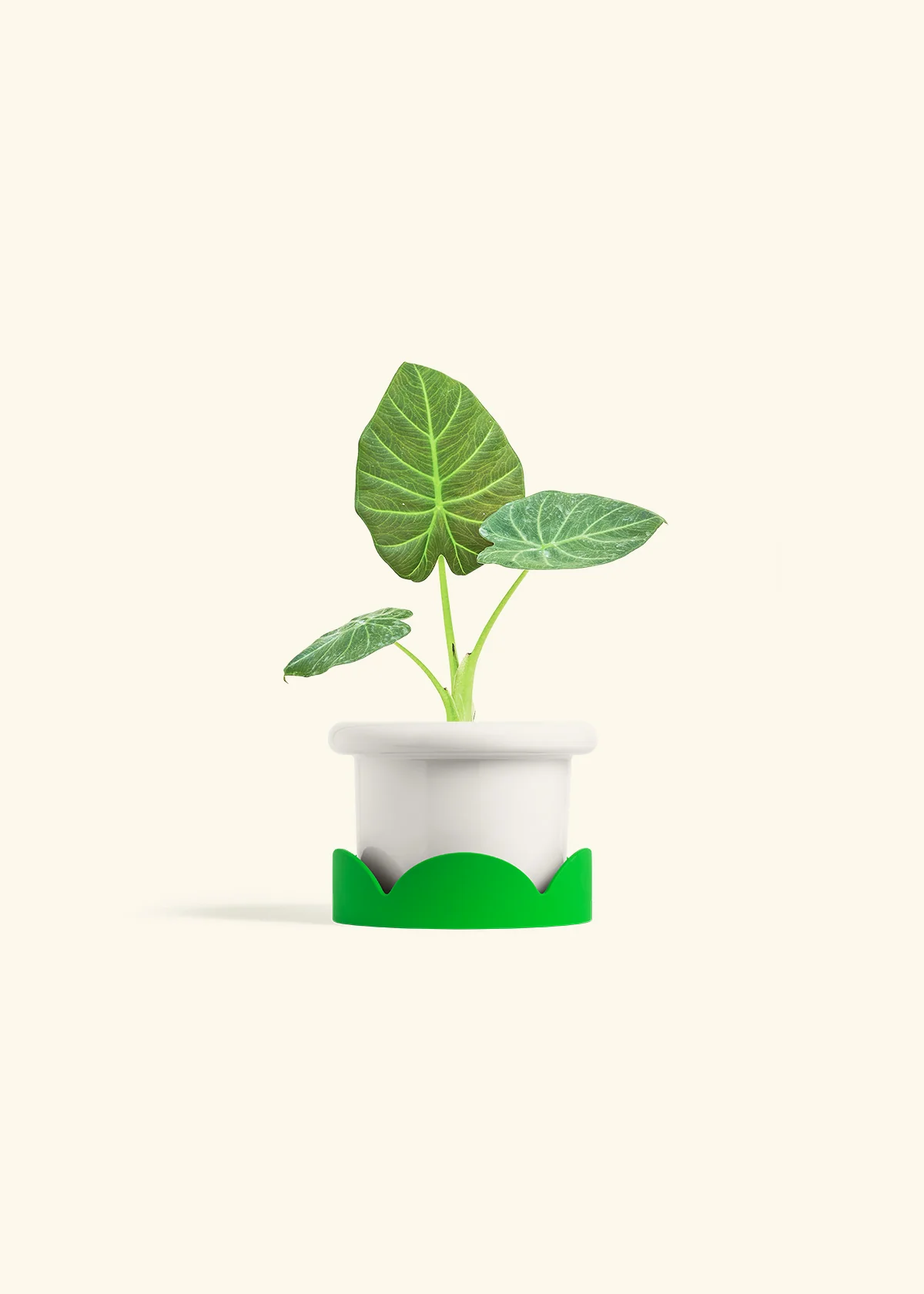 Alocasia Regal Shields - Image 5