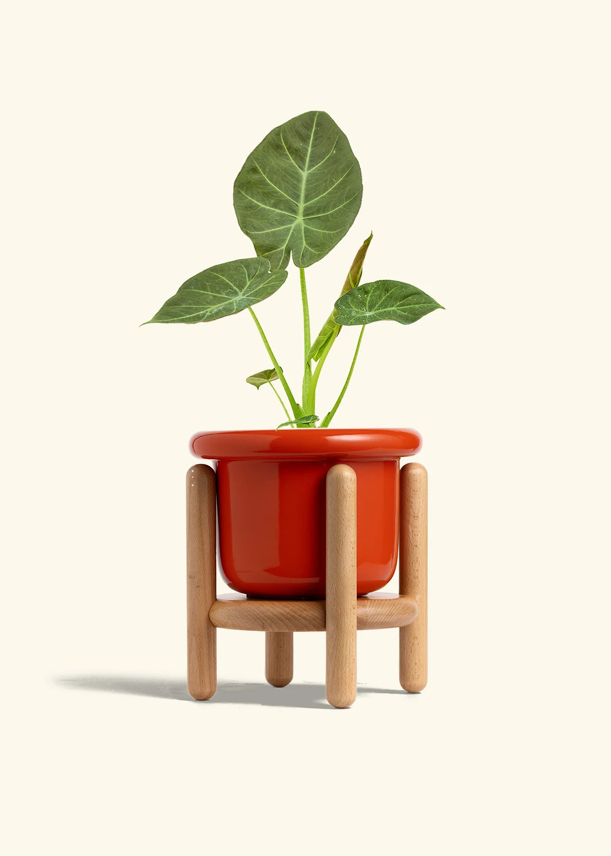Alocasia Regal Shields - Image 52