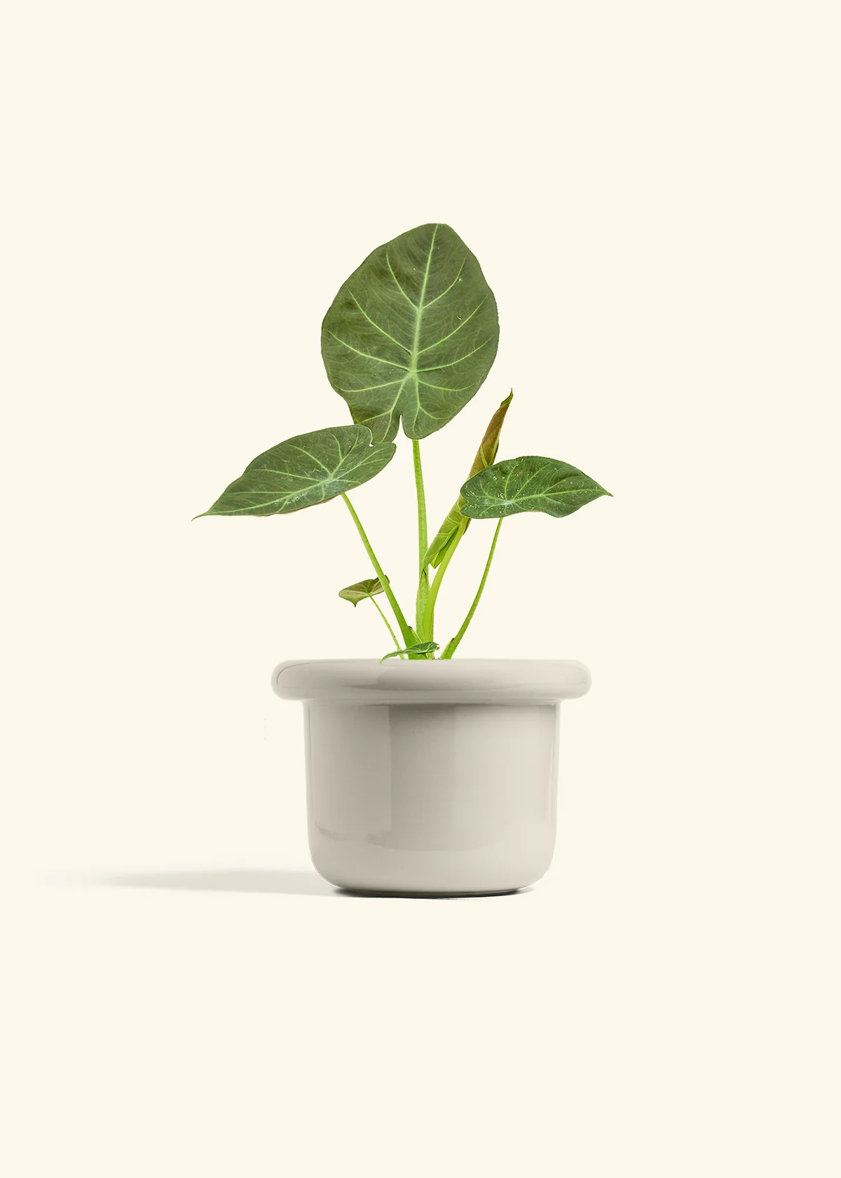 Alocasia Regal Shields - Image 53