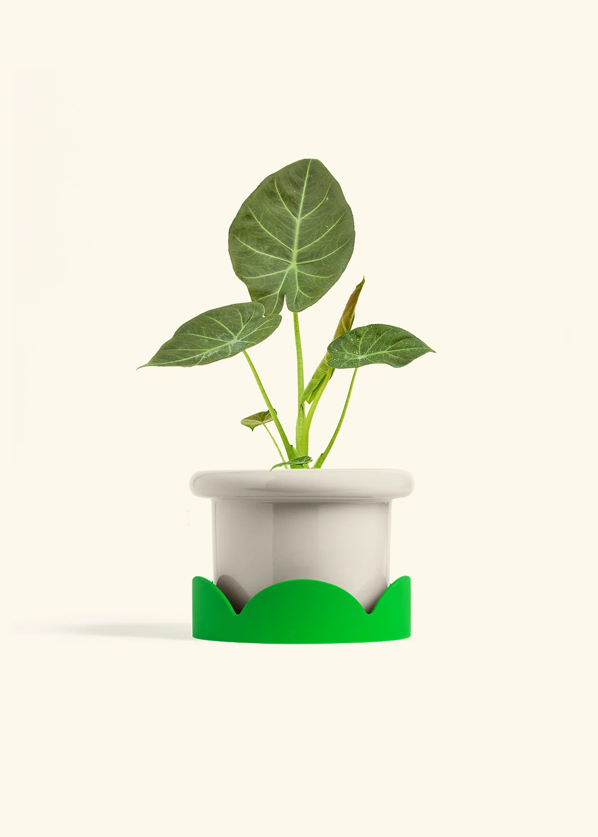 Alocasia Regal Shields - Image 54