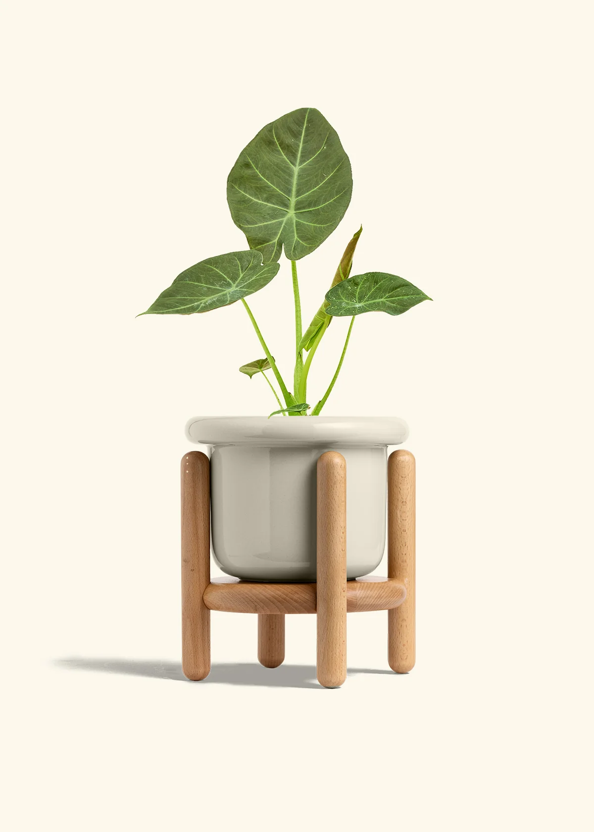 Alocasia Regal Shields - Image 56